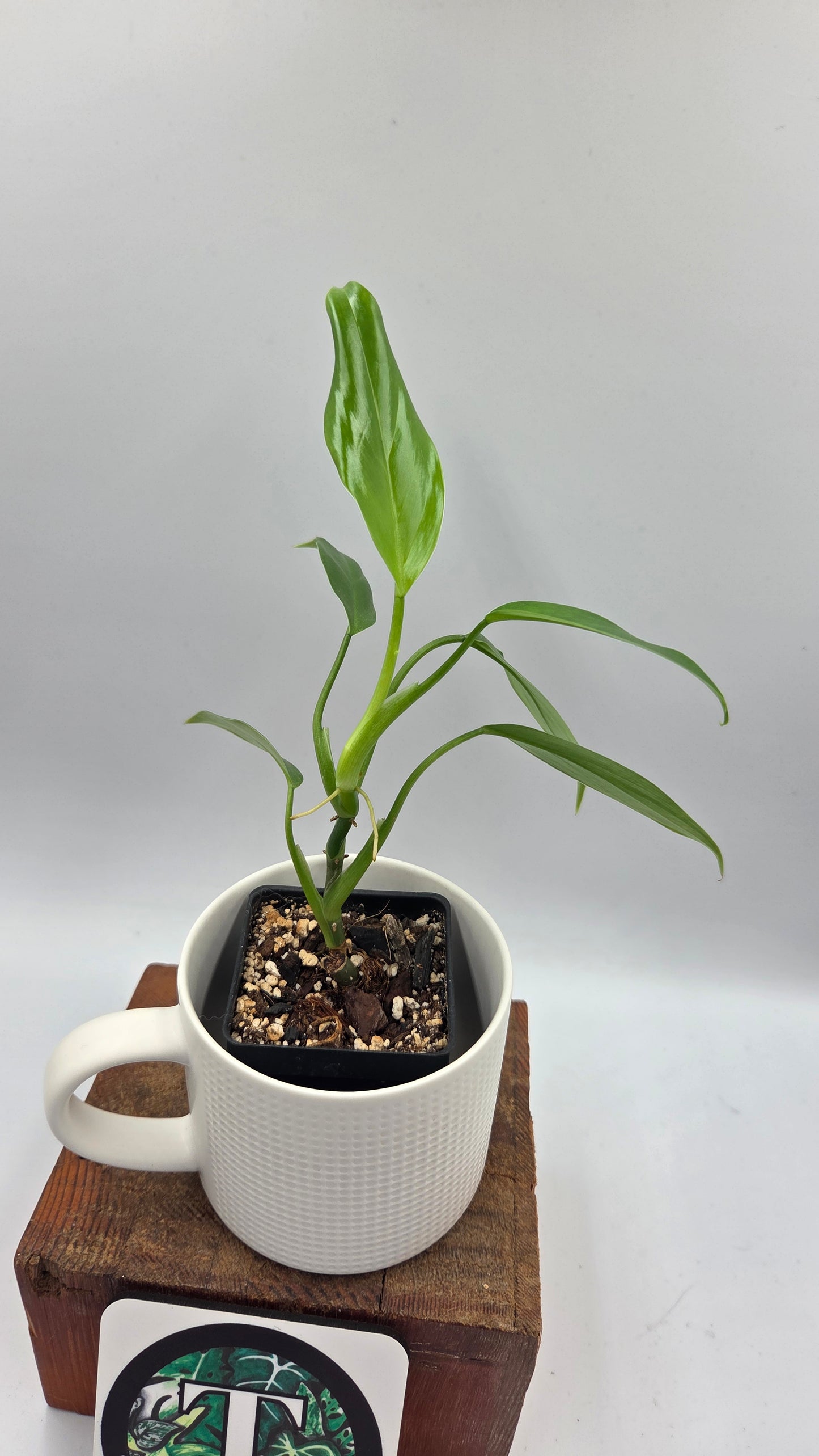 Philodendron Tripartitum (PHI-1076)