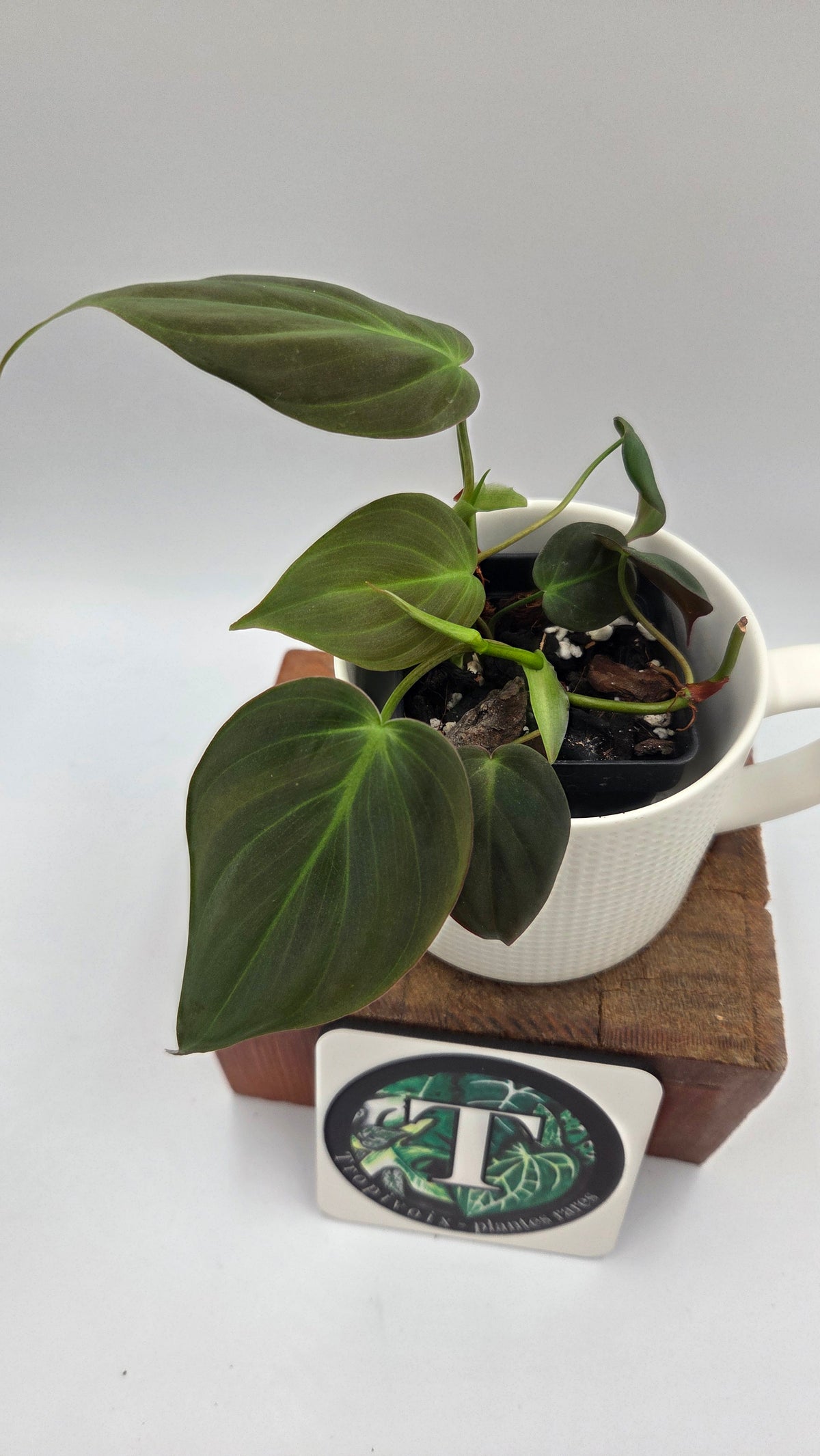 Philodendron Mican (PHI-1098)