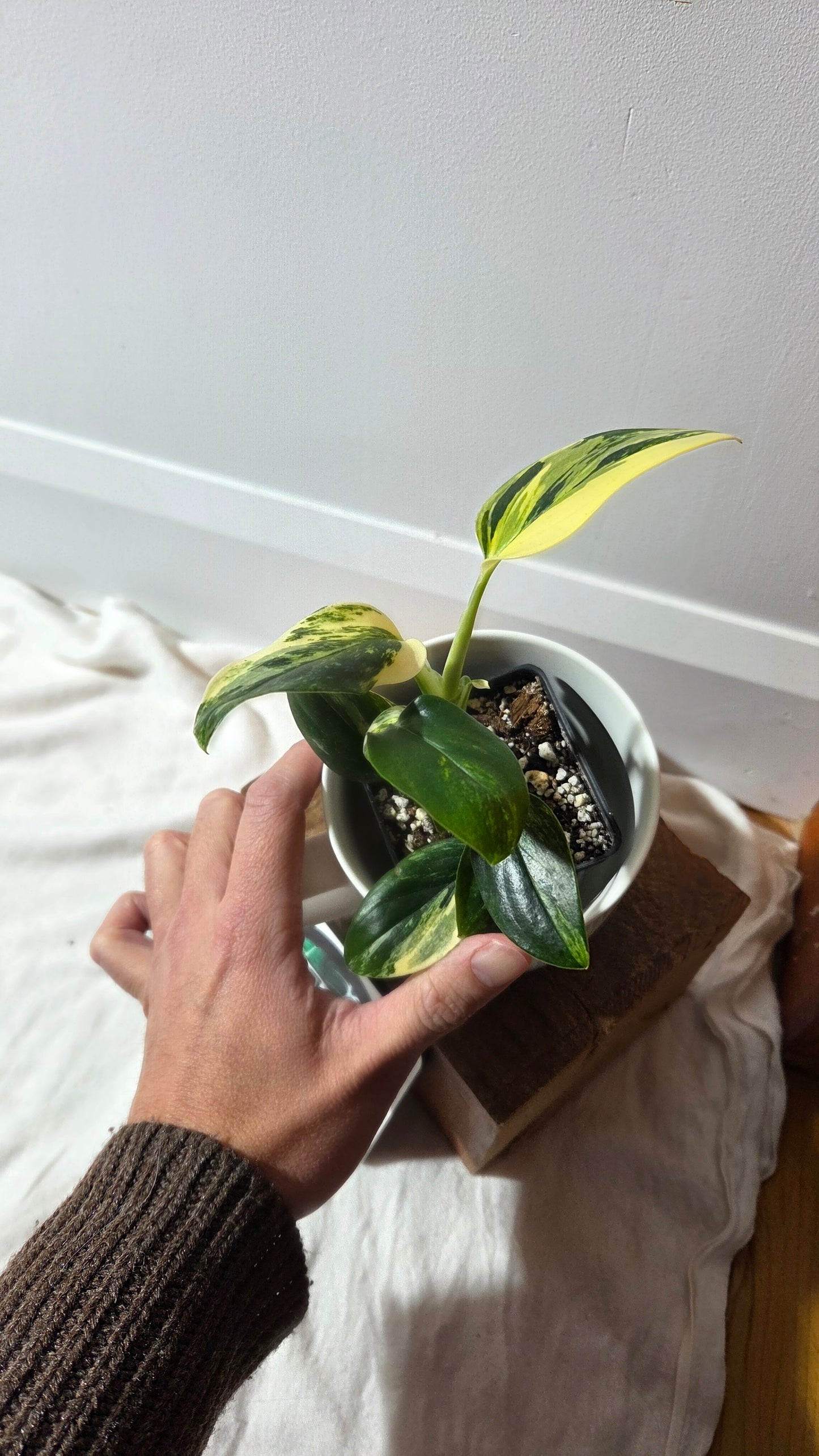 Monstera Standleyana Aurea (MON-485)