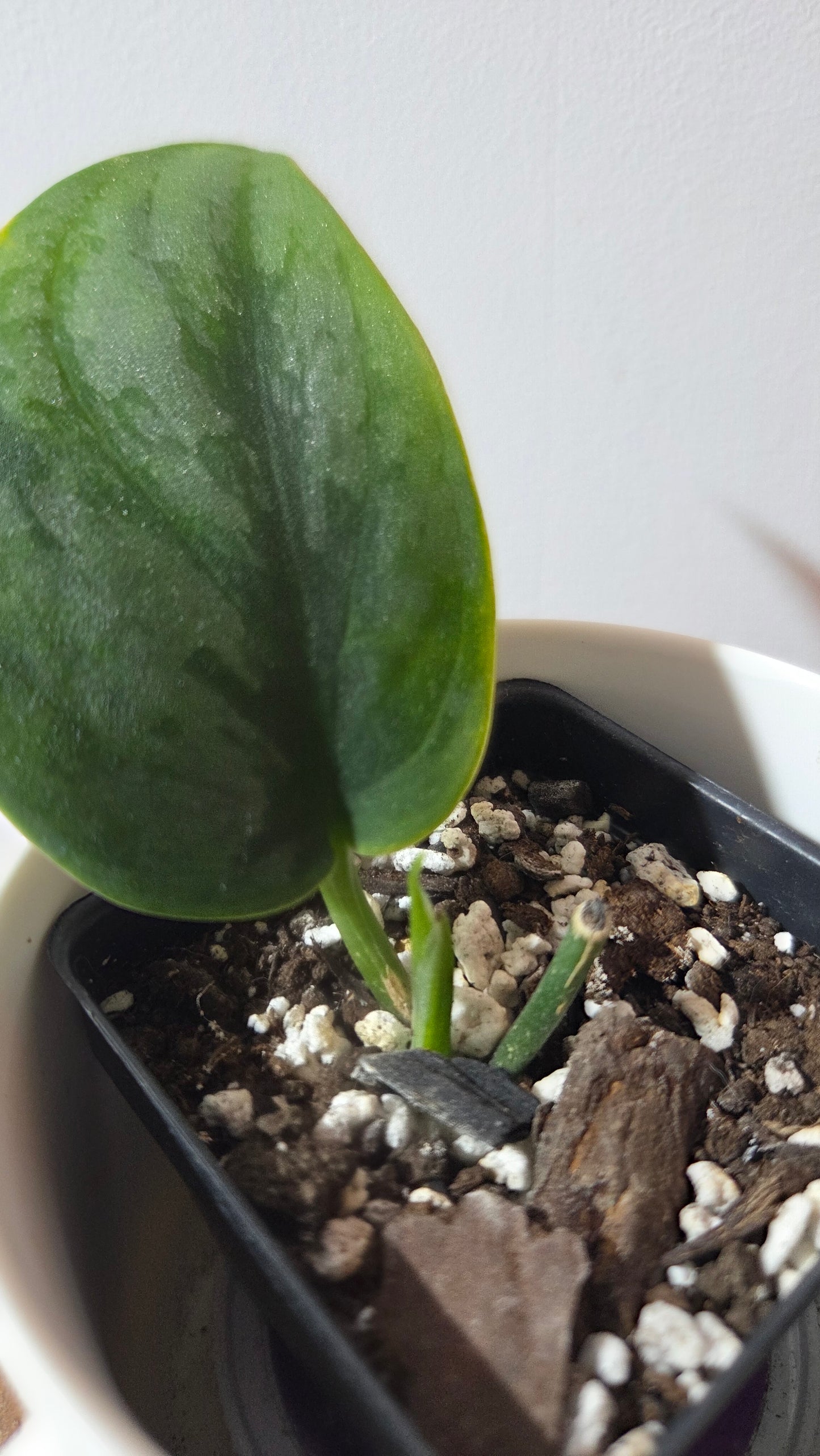 Scindapsus Blurik (SCI-1410)