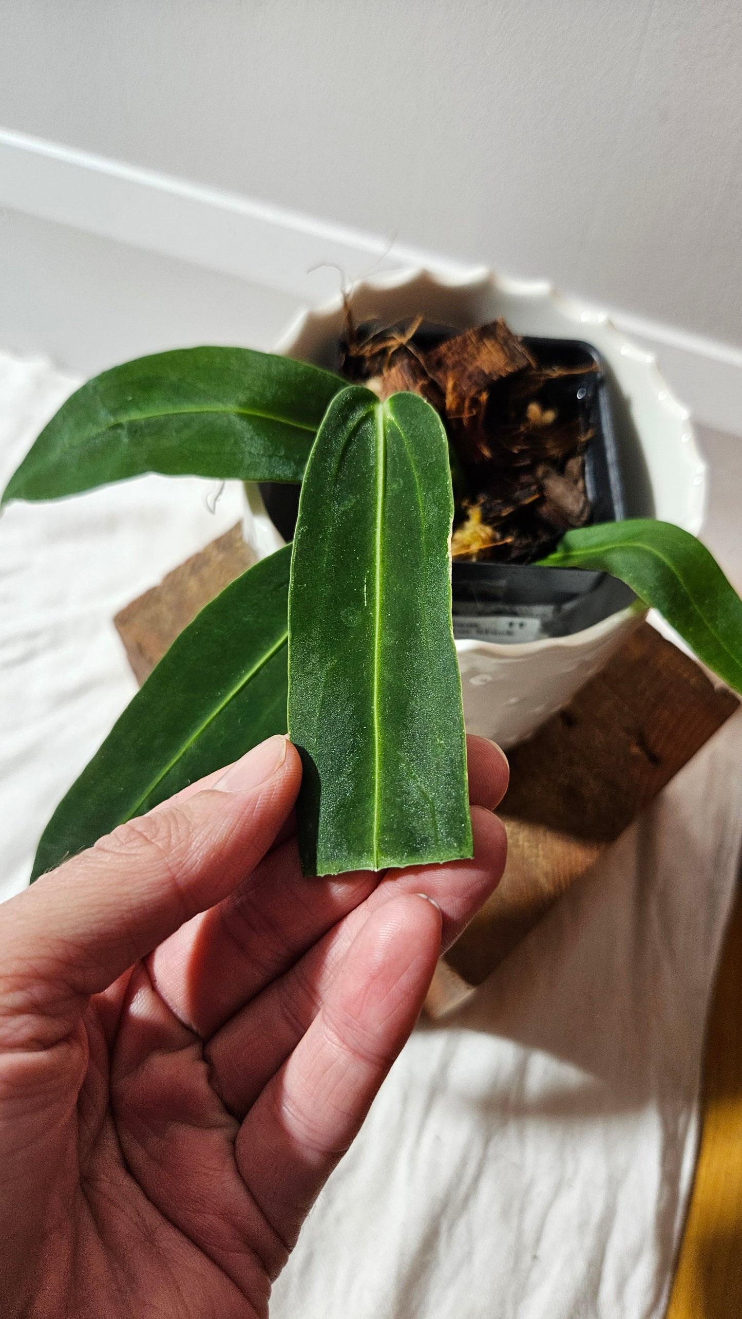 Anthurium Warocqueanum Dark "format MOYEN"(ANT-602)