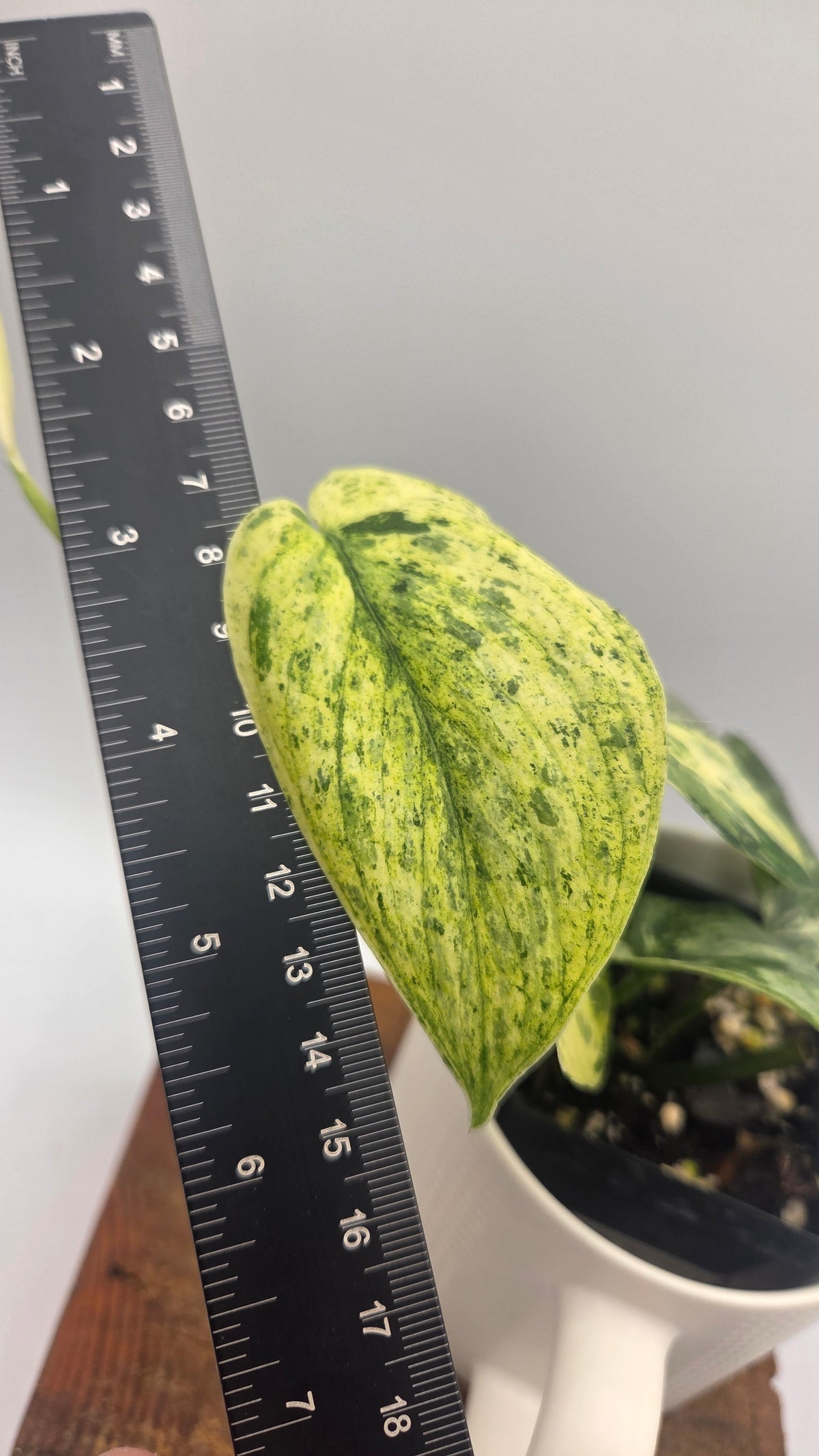 Scindapsus Silver Splash Tricolore (SCI-1154)