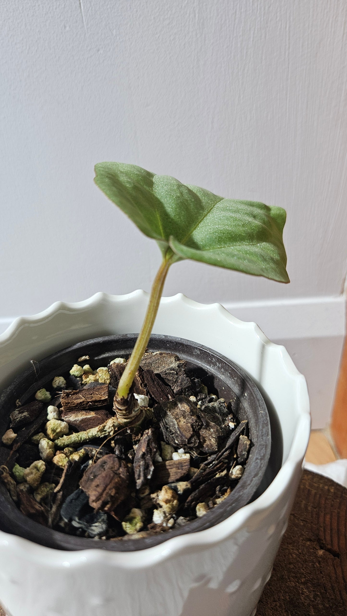 Anthurium Black Velvet Panama"format MOYEN" (ANT-619)