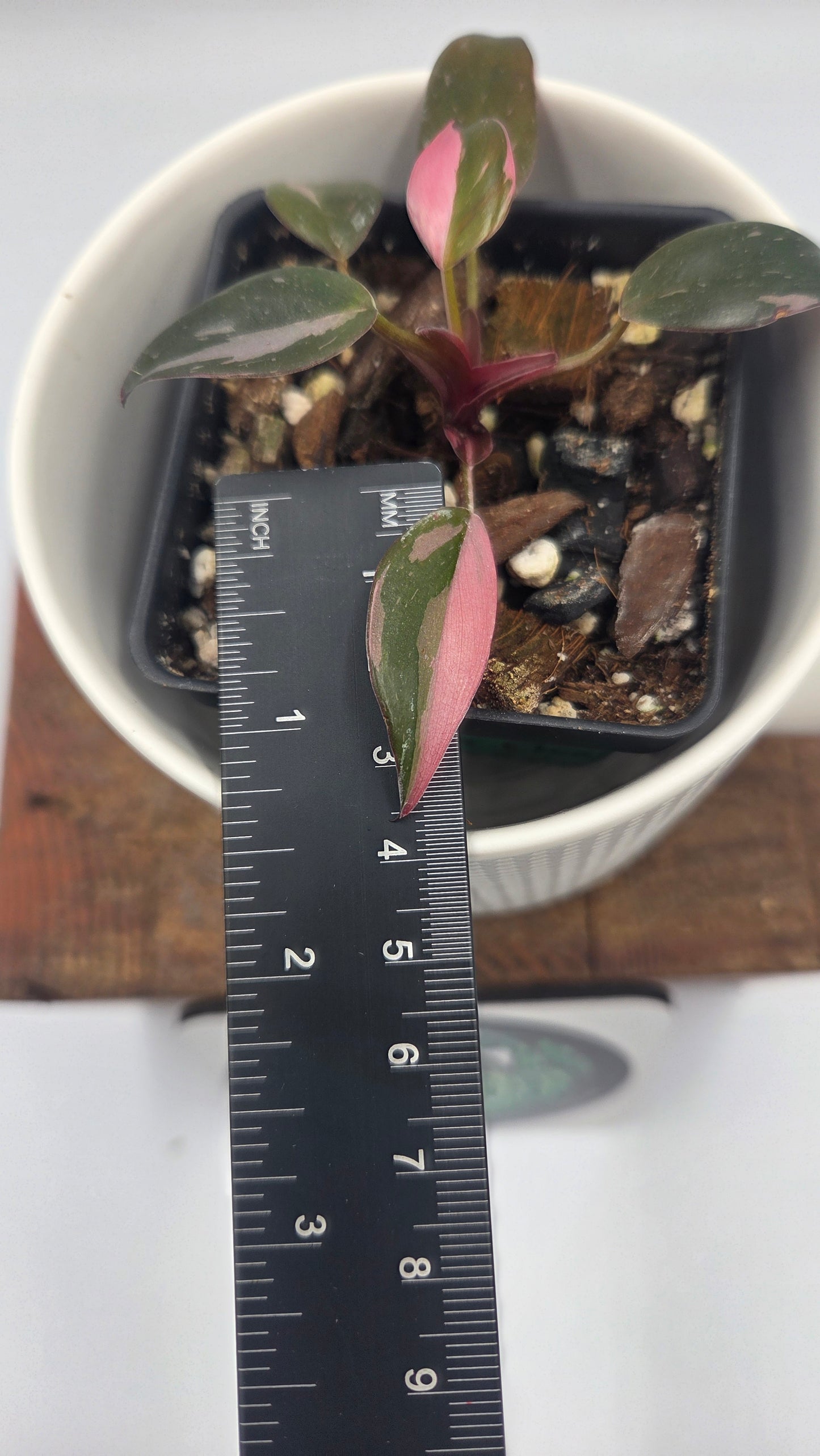 Philodendron Black Cherry (PHI-1056)