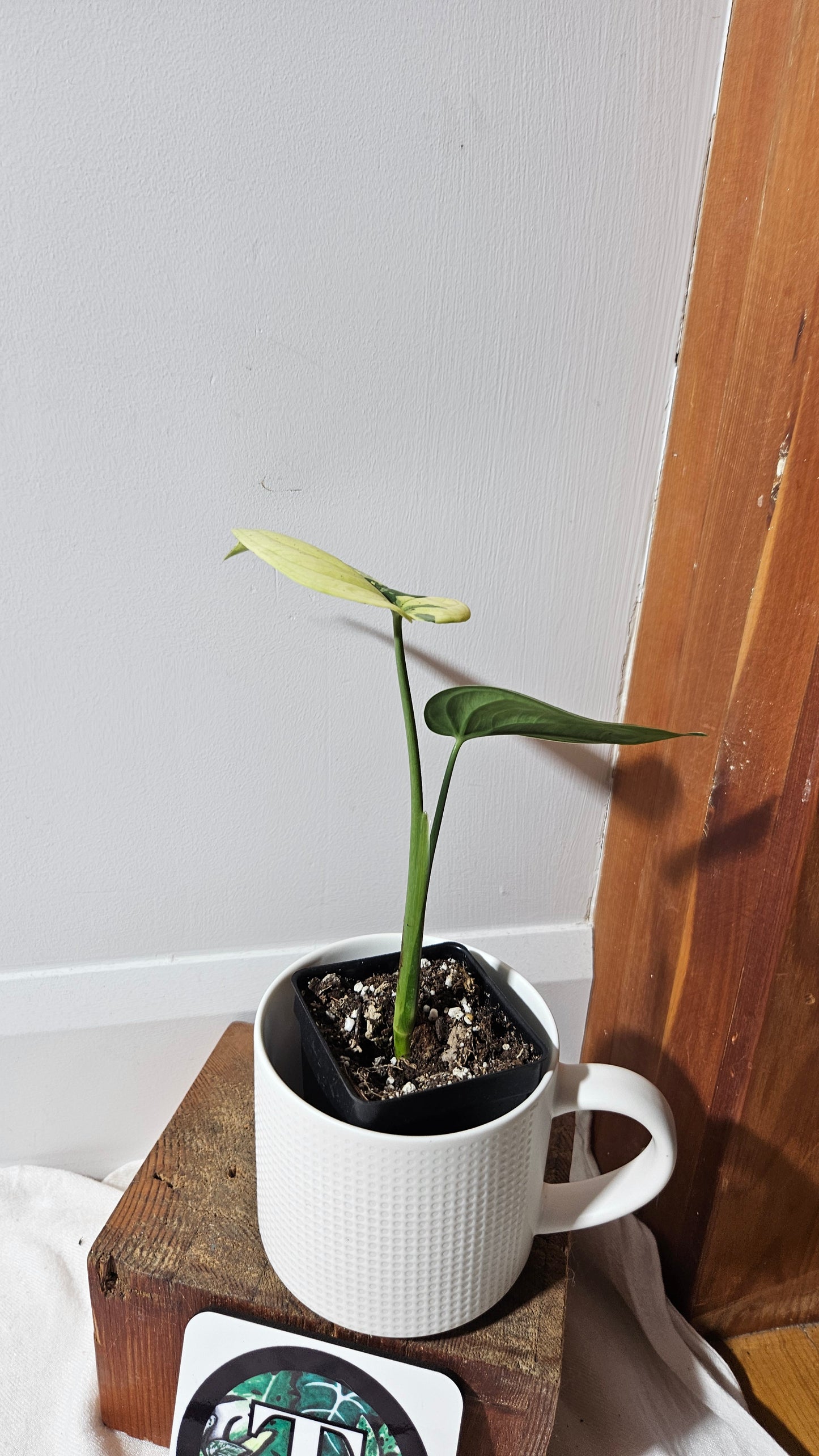 Syngonium Chiapense Albo (SYN-480)