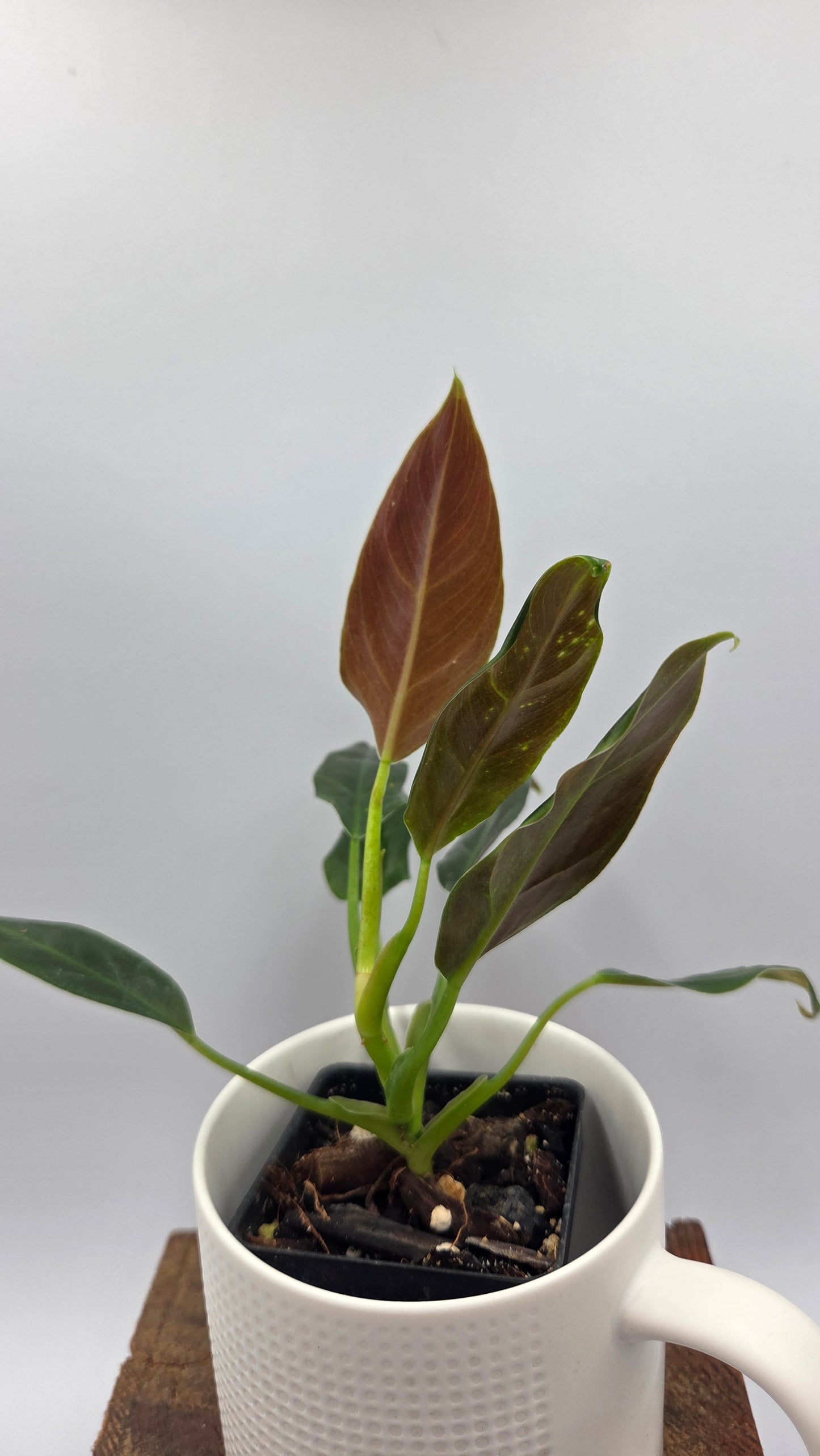 Philodendron Subhastatum Blood (PHI-1029)