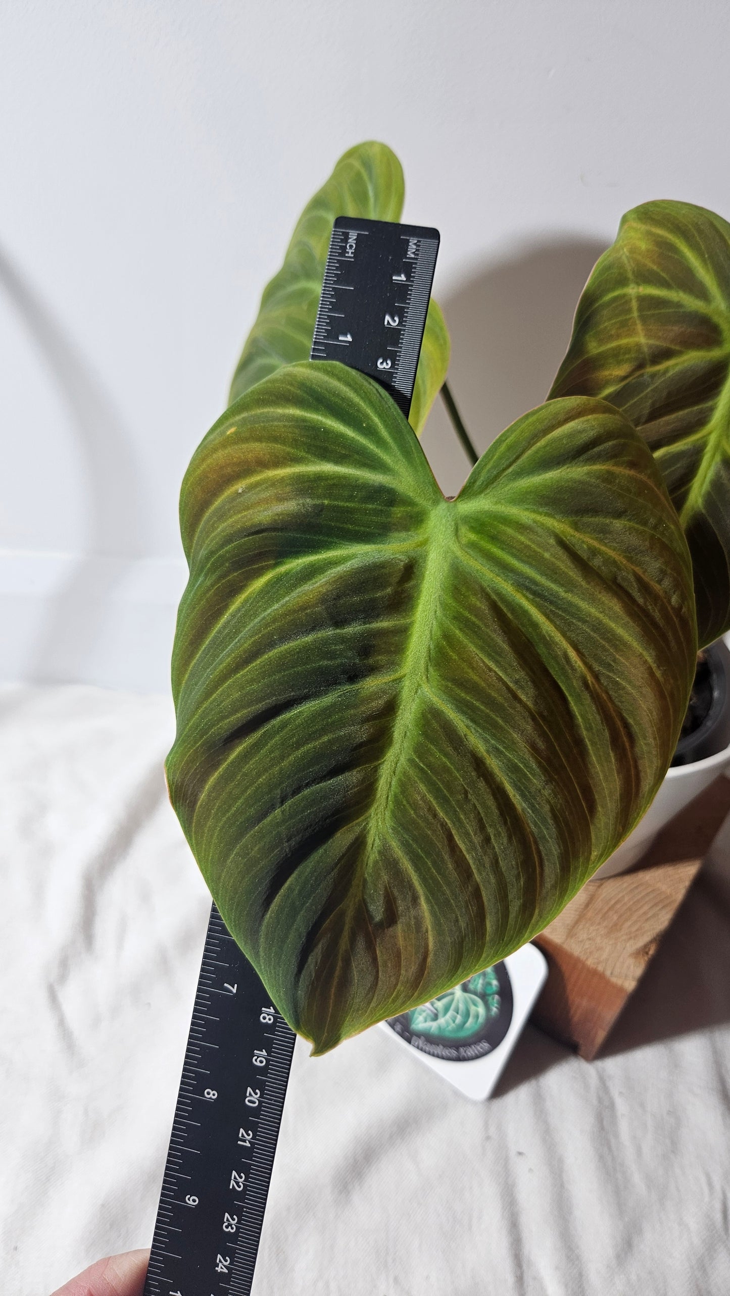 Philodendron Luxurians Choco Blood (PHI-654)