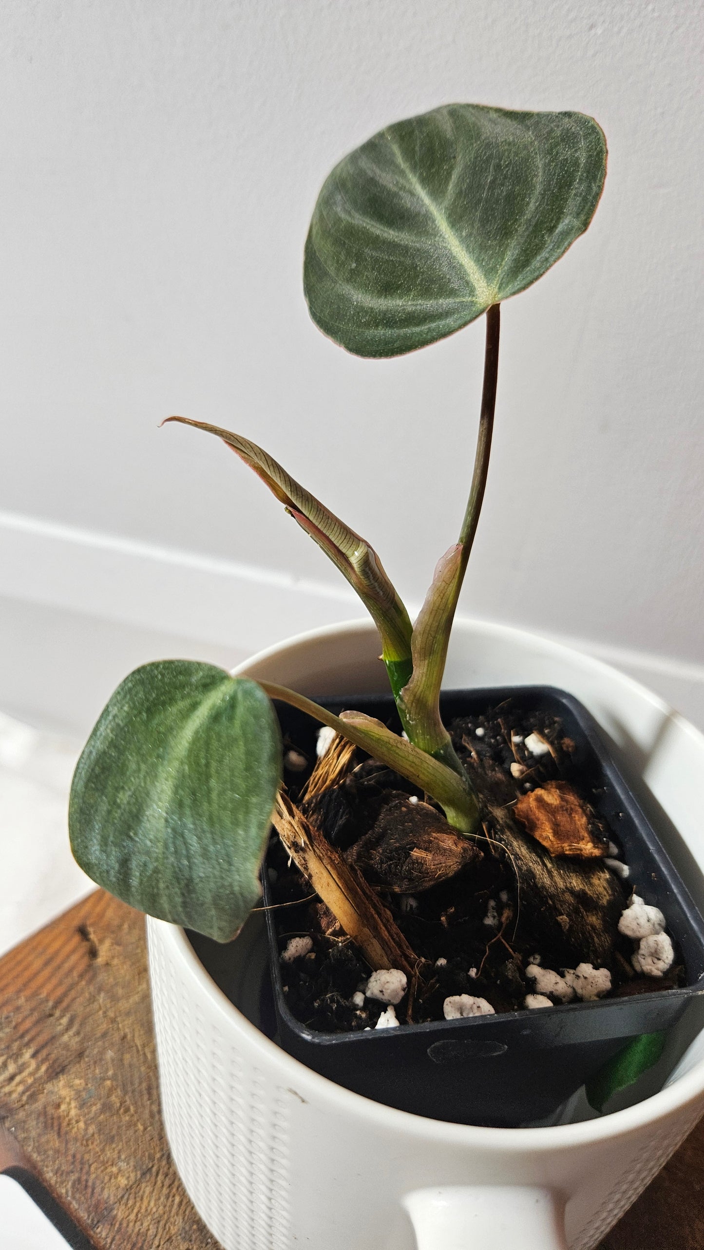 Philodendron Glorious (PHI-956)