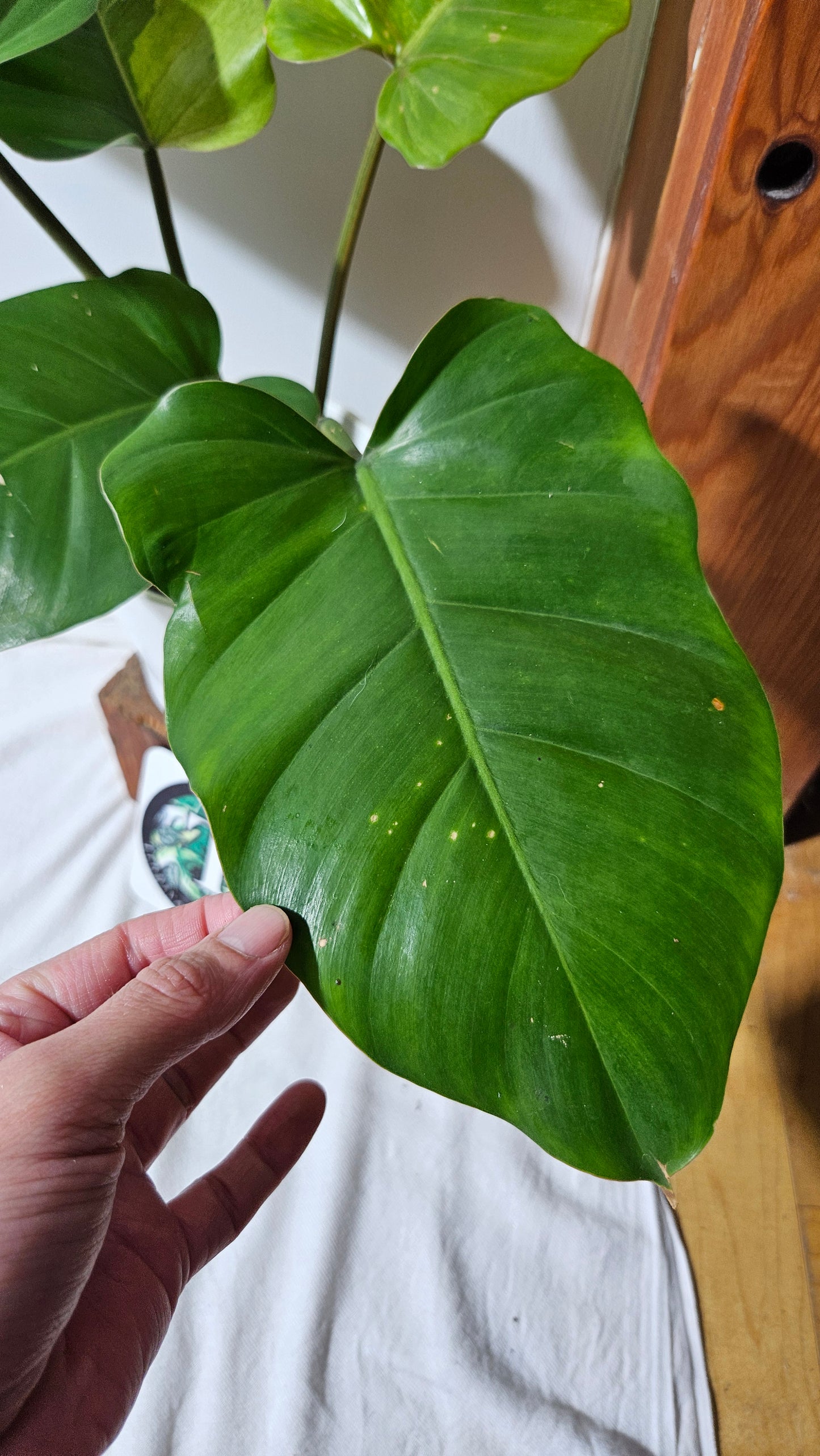 Philodendron Jungle Fever (PHI-822)