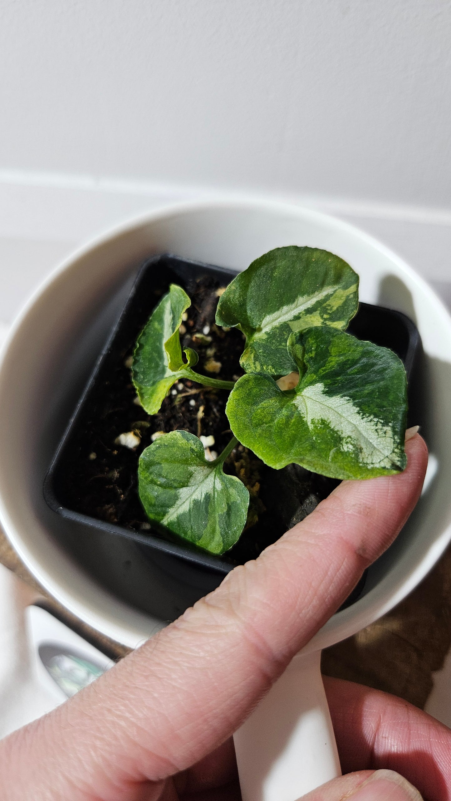 Syngonium Scrambled Eggs (SYN-478)