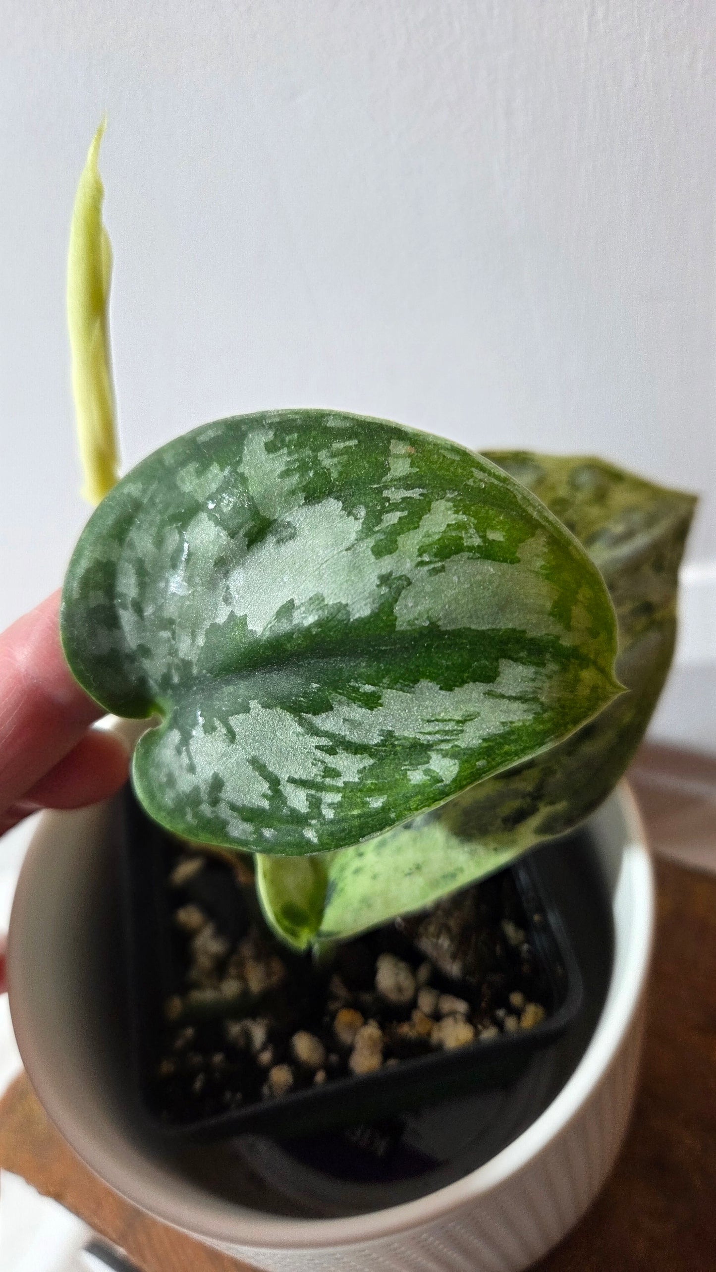 Scindapsus Peasun (SCI-1411)