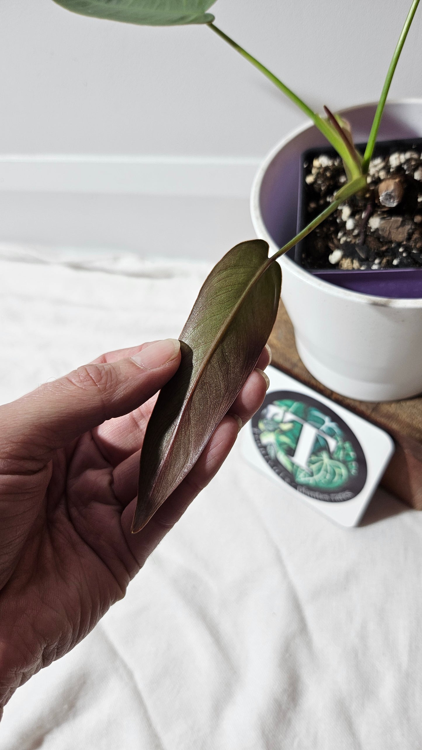 Philodendron Atabenpoense (PHI-943)