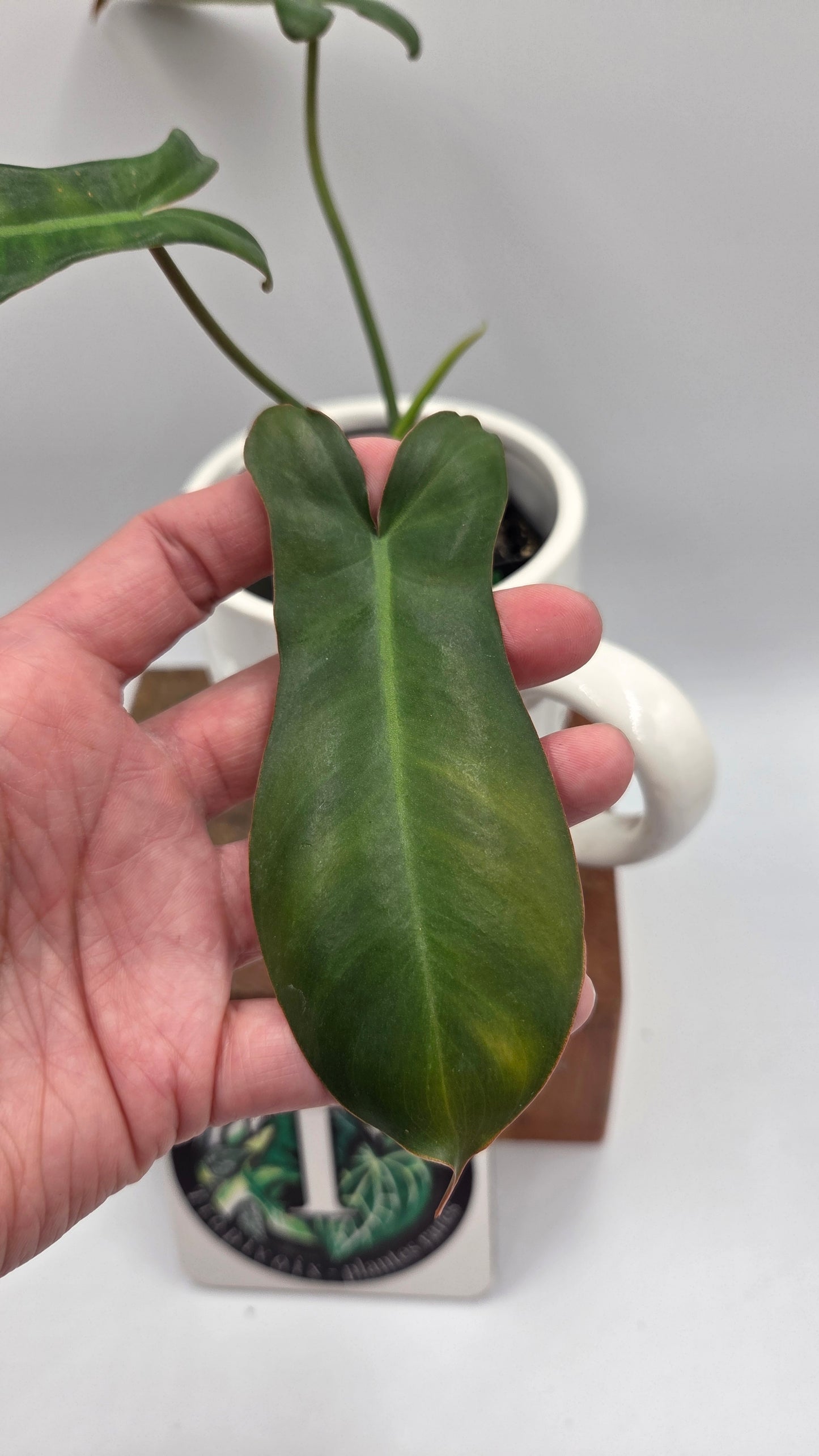 Philodendron Paradise Beauty (FloridaBeautyXParaiso Verde)(PHI-1024)