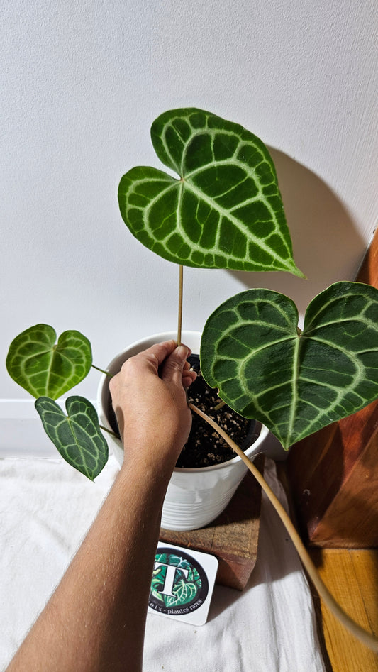 Anthurium  Clarinervium Tarentula "format LARGE" (ANT-567)