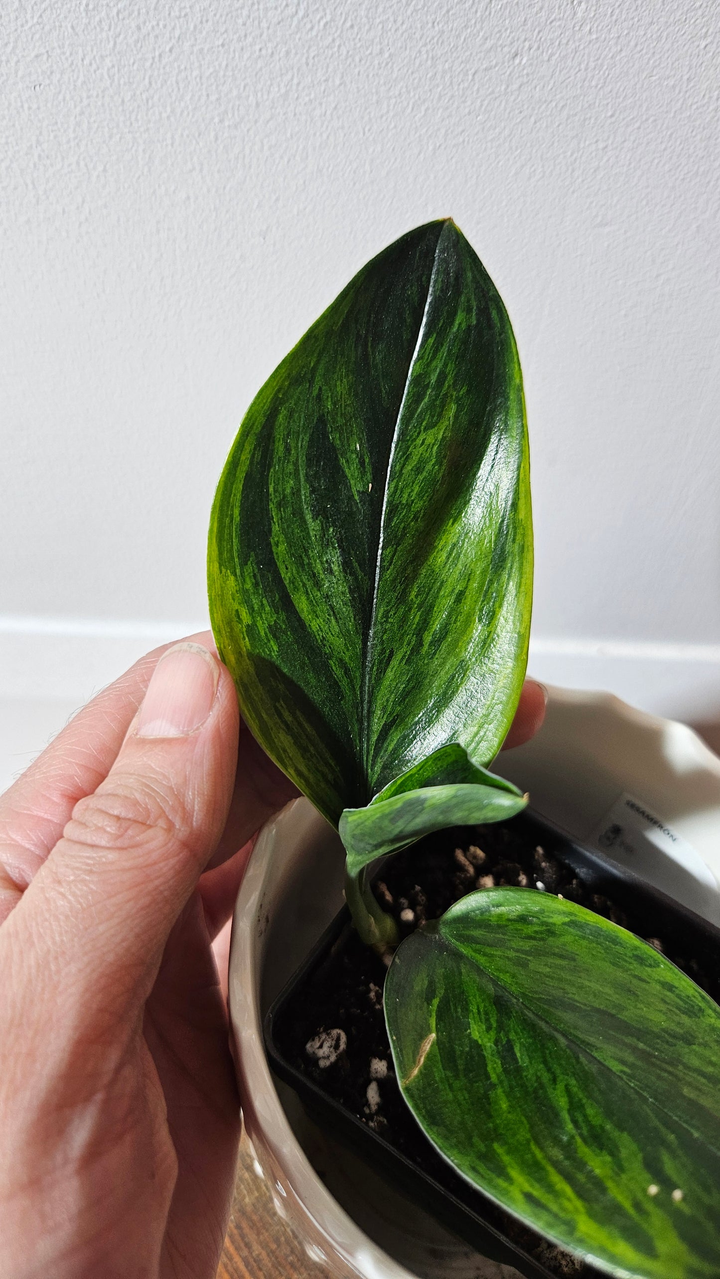 Scindapsus Treubii Dark Form Néon/Mutation (SCI-1009)