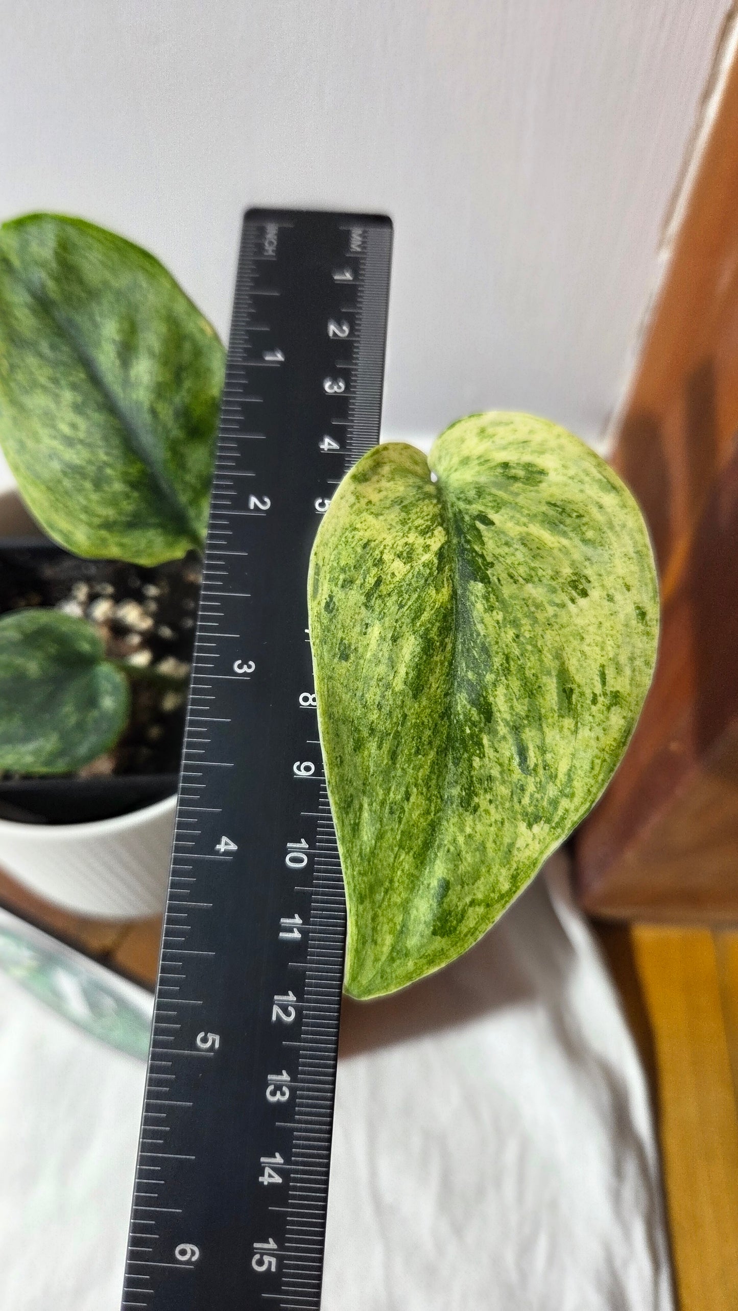 Scindapsus Dark satin Tricolore (SCI-1395)