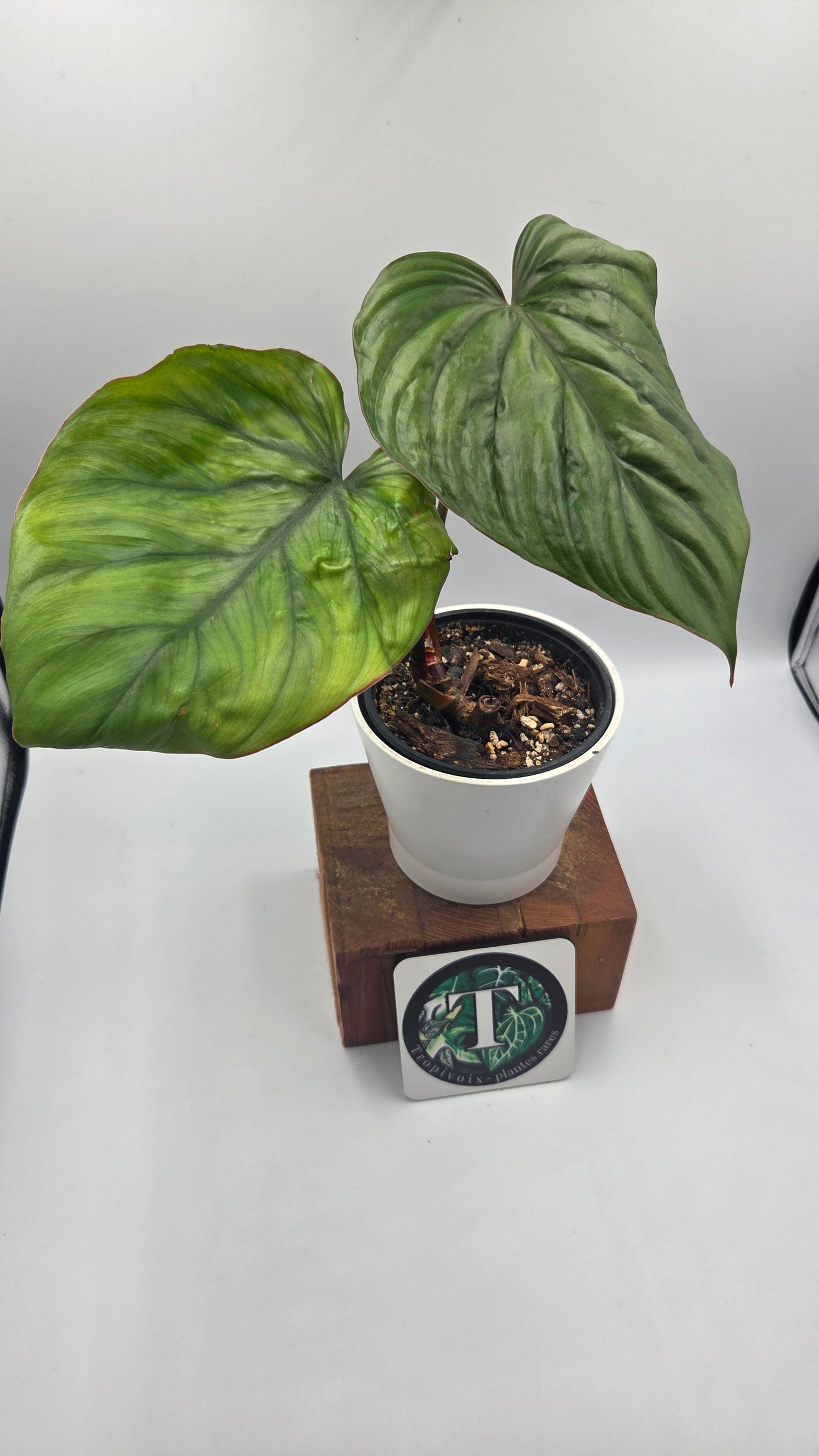 Philodendron Aff Colombia Black(PHI-638)