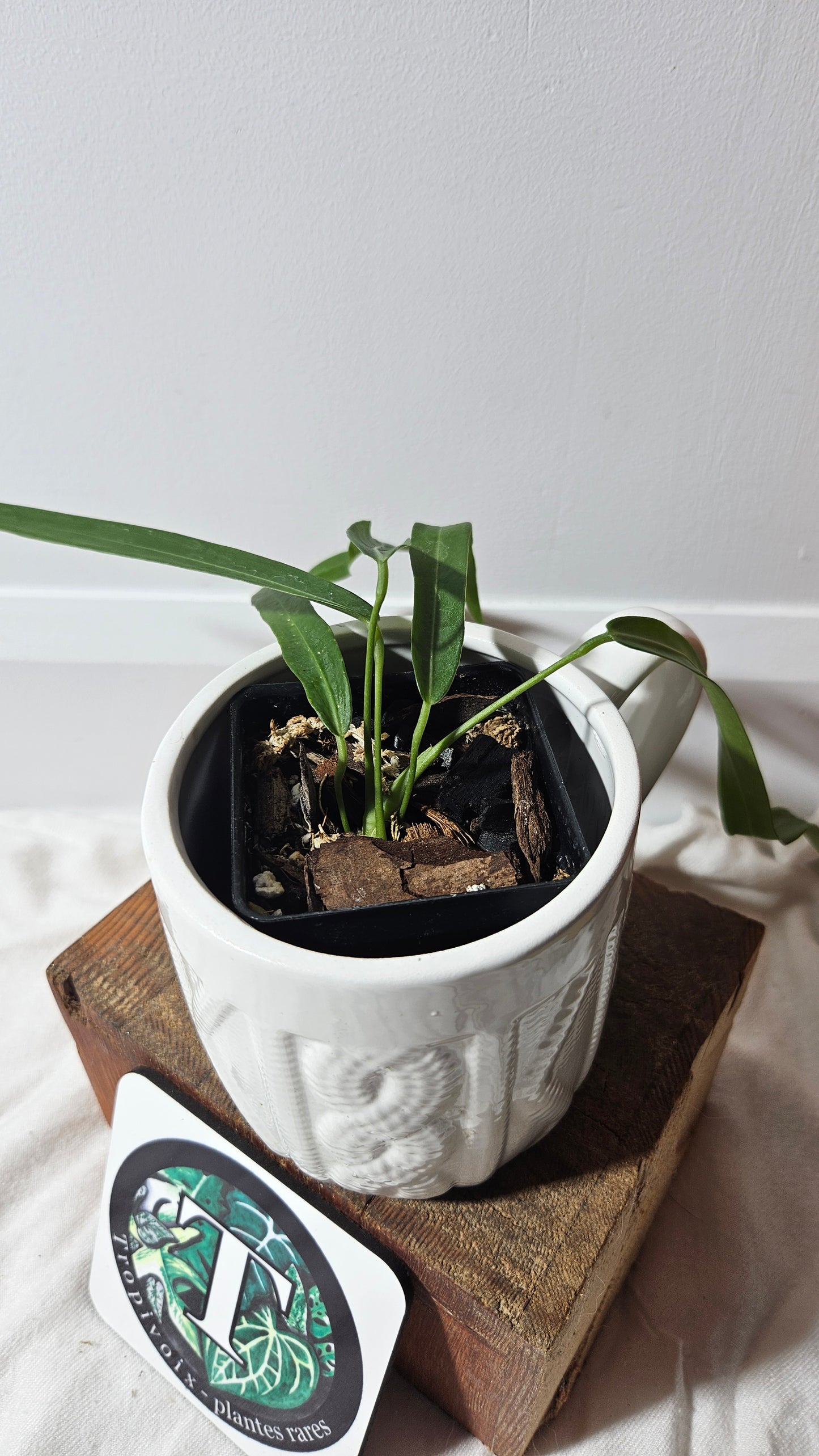 Anthurium Pallidiflorum Super Narrow "format PETIT"(ANT-198)