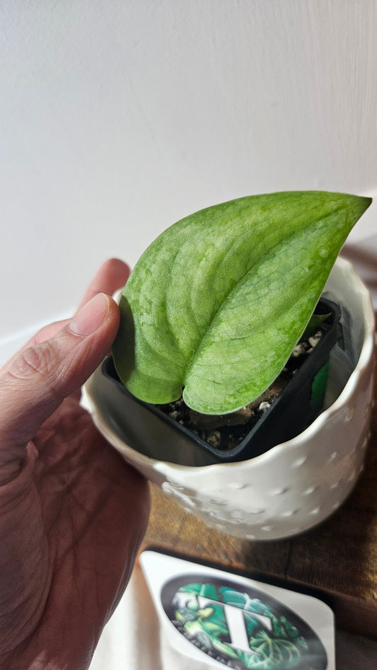 Scindapsus Dark Splash Bornéo (SCI-933)