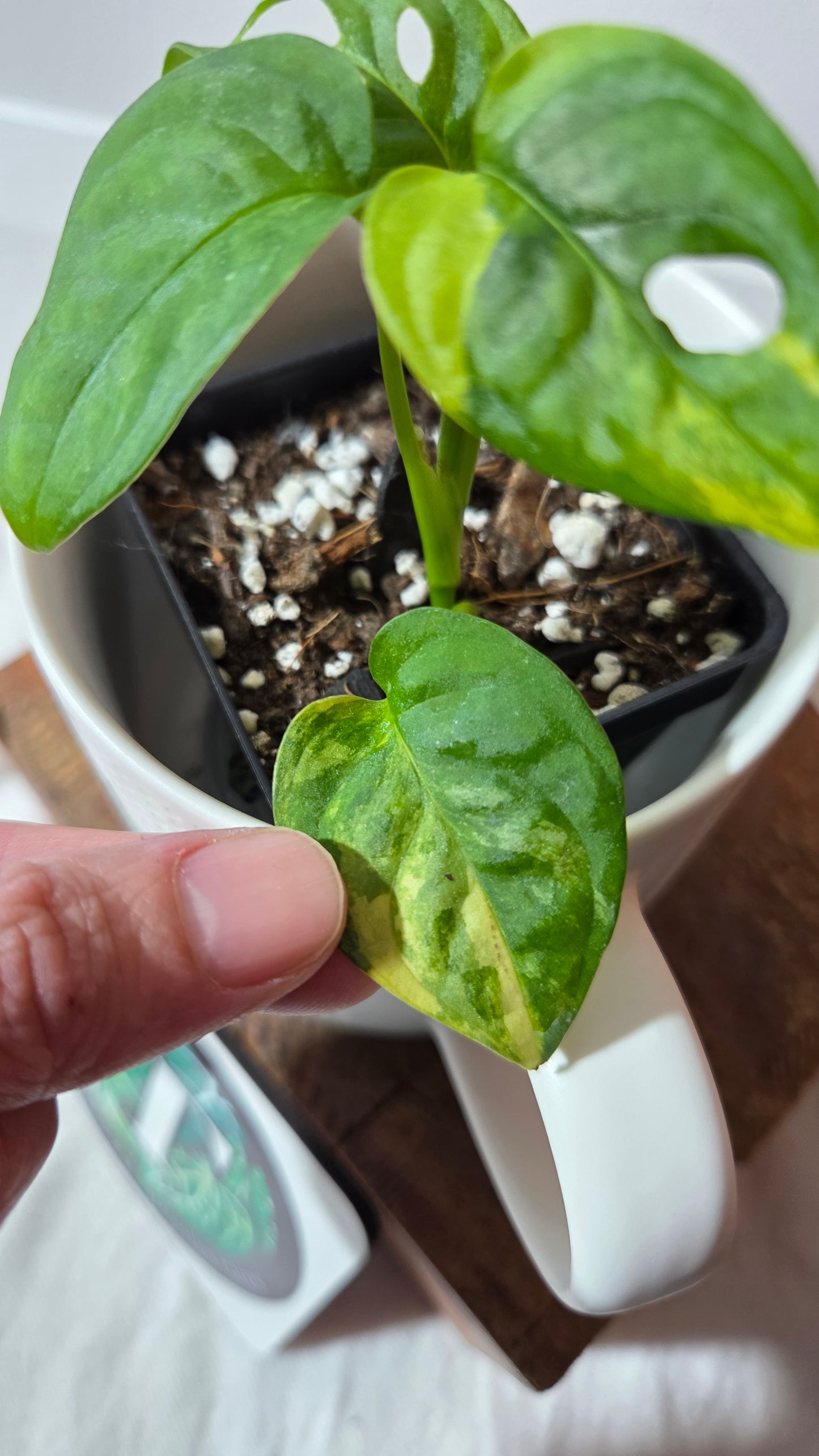 Monstera Andasonii Aurea (MON-496)