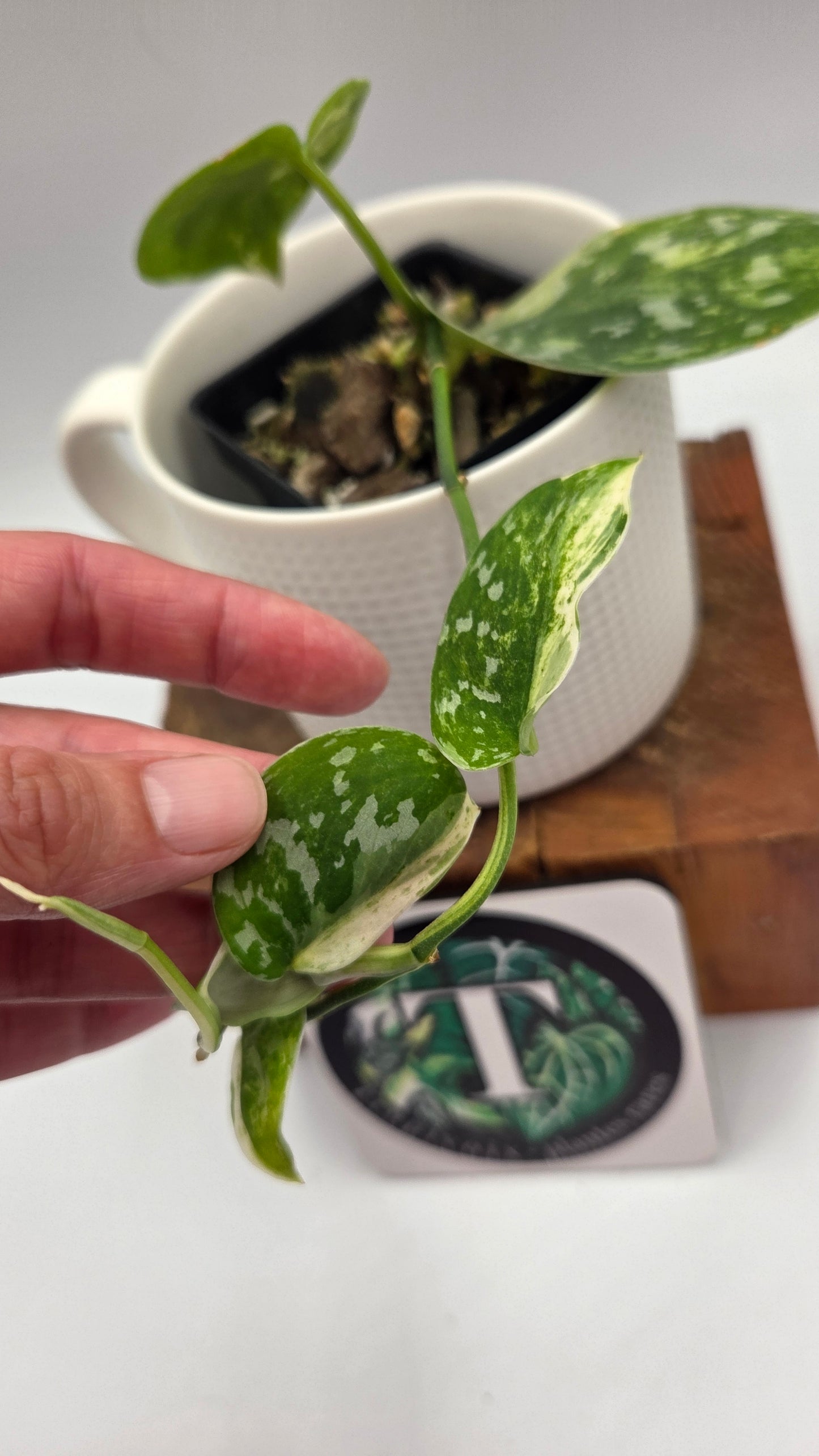 Scindapsus Argyraeus Permata (SCI-1347)