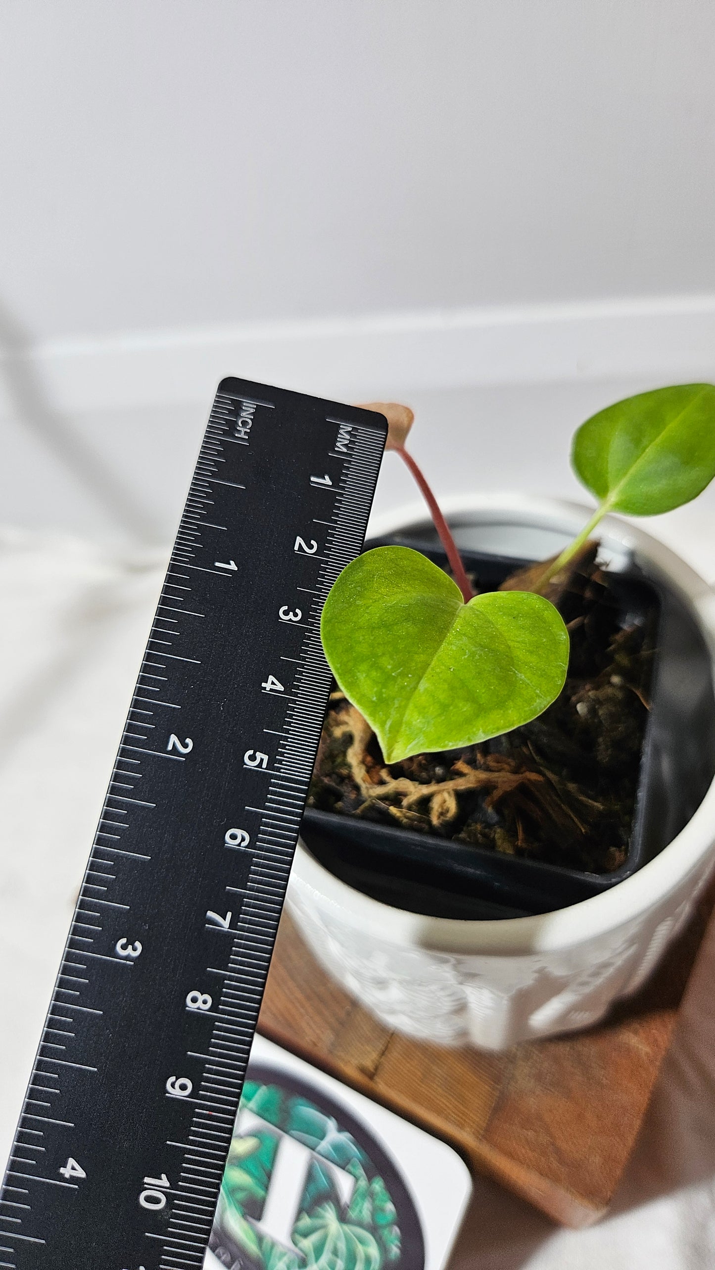 Anthurium  Dorayaki Silver "format SEEDLING" (ANT-184)