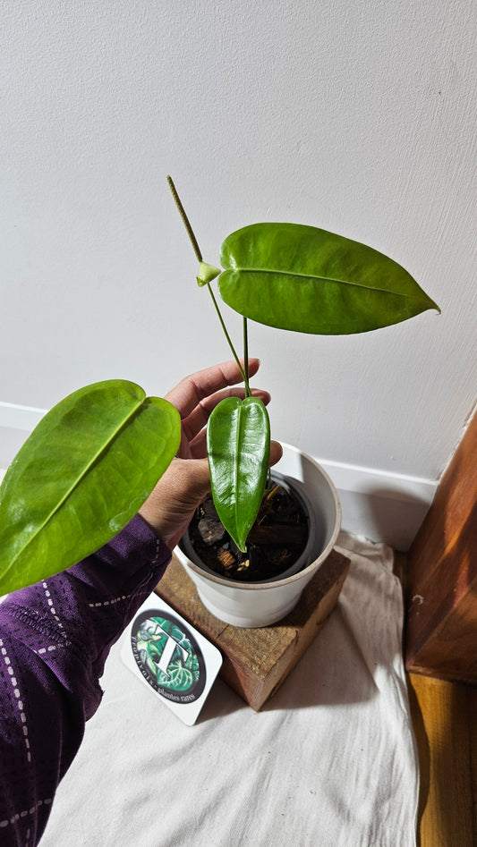Anthurium Timplowmanii "format MOYEN" (ANT-482)