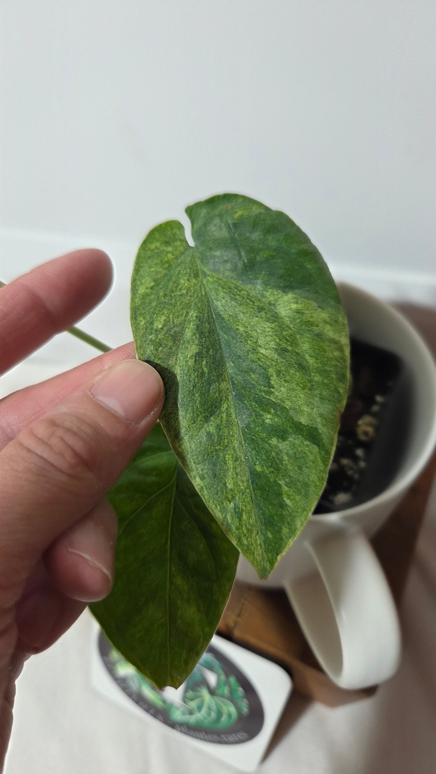 Amydrium Medium Mint (AMY-027)