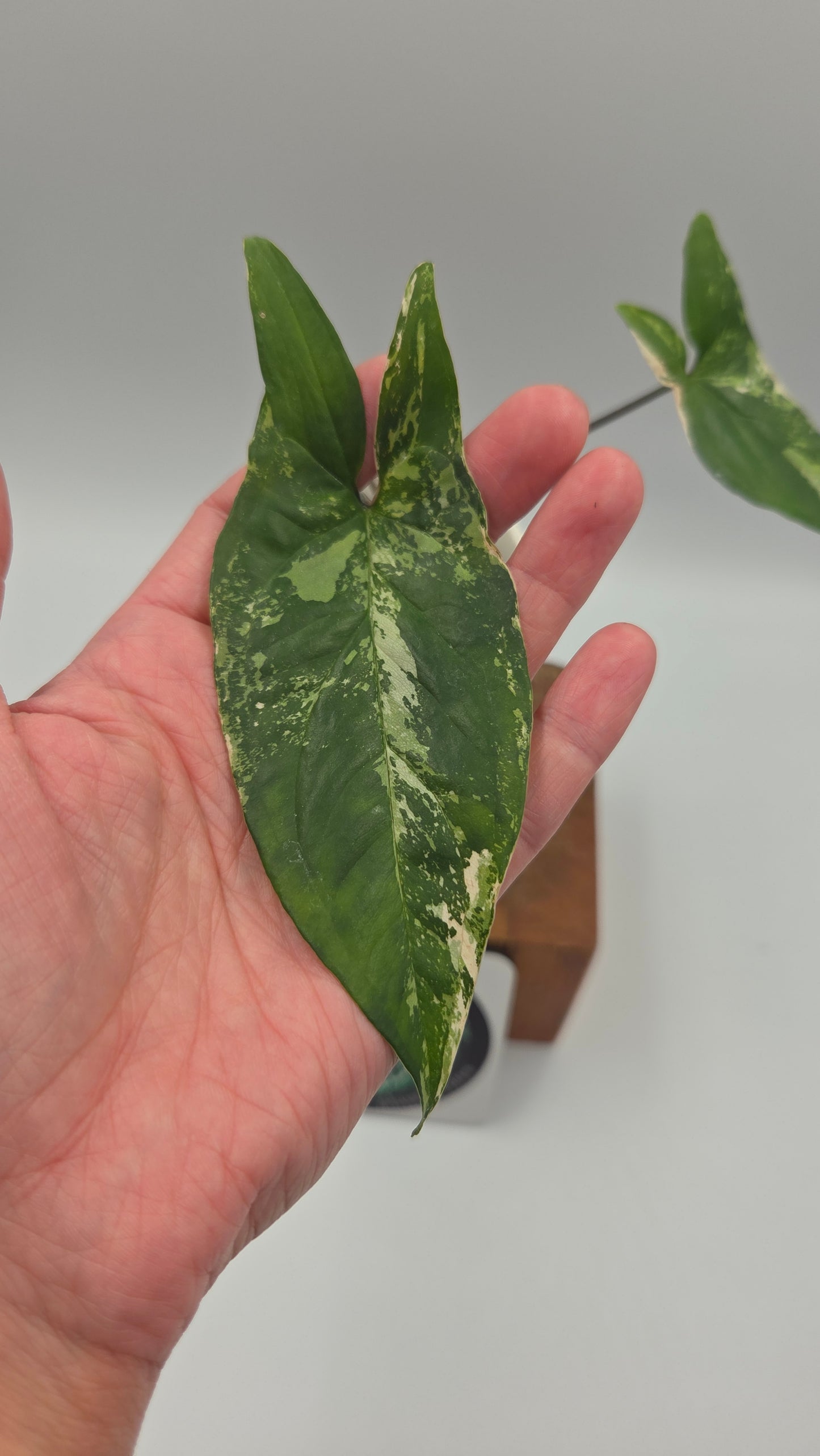 Syngonium Albo (SYN-497)