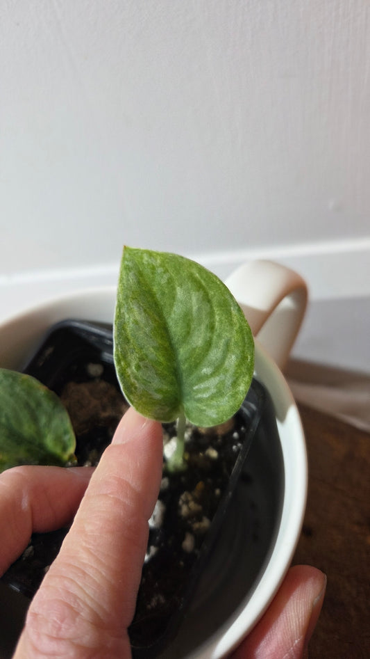 Scindapsus Blue Sky (SCI-1382)