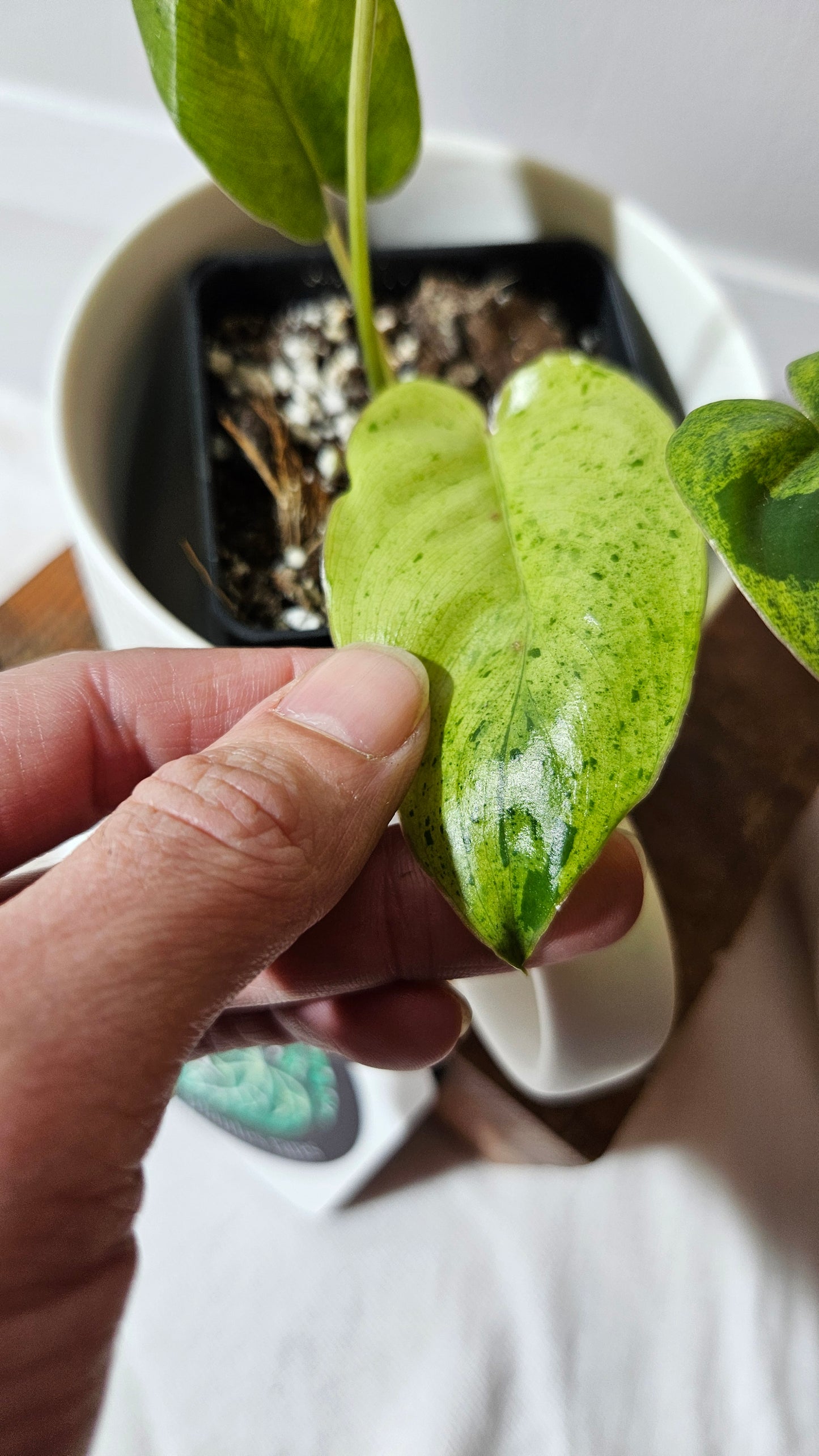 Philodendron BurleMarx Variegata  X Paraiso Verde (PHI-948)