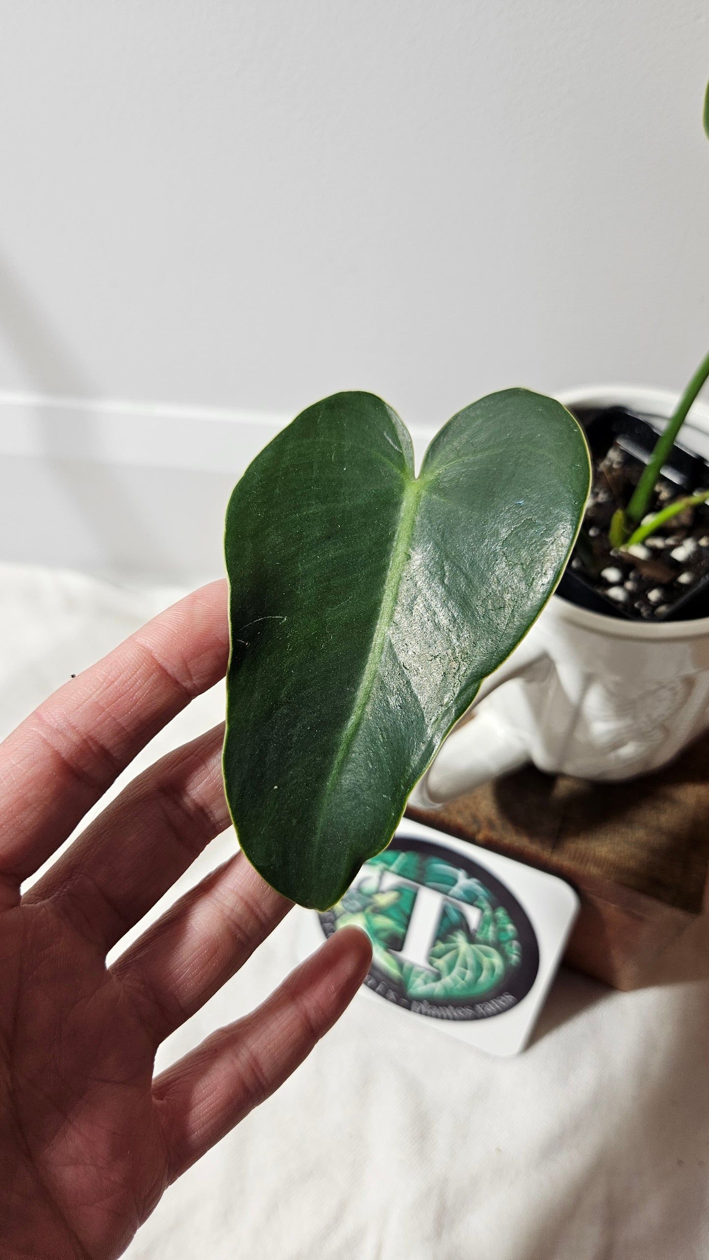 Philodendron Ilsemanii Green (PHI-516)