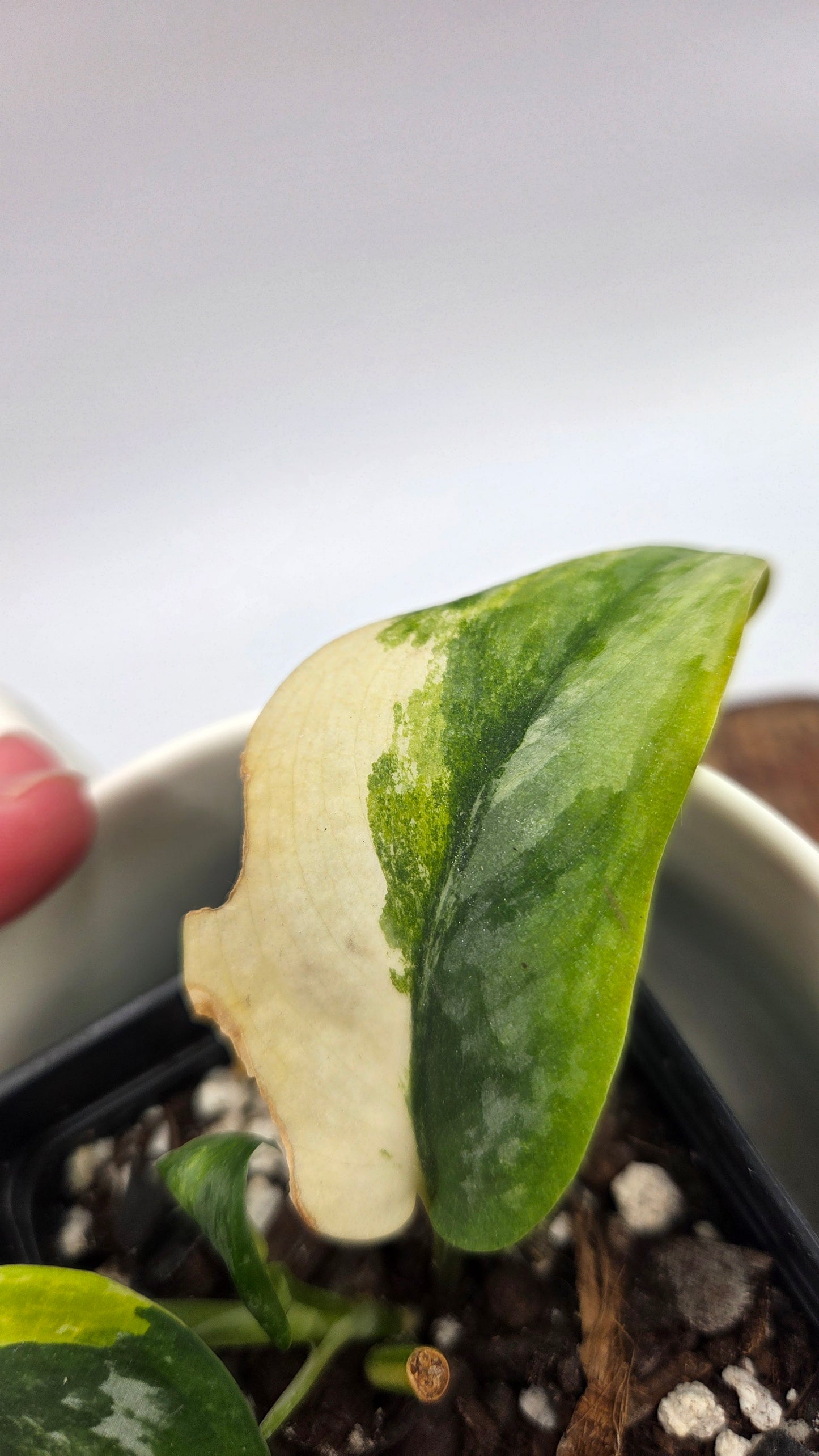 Scindapsus Geulis (SCI-1480)