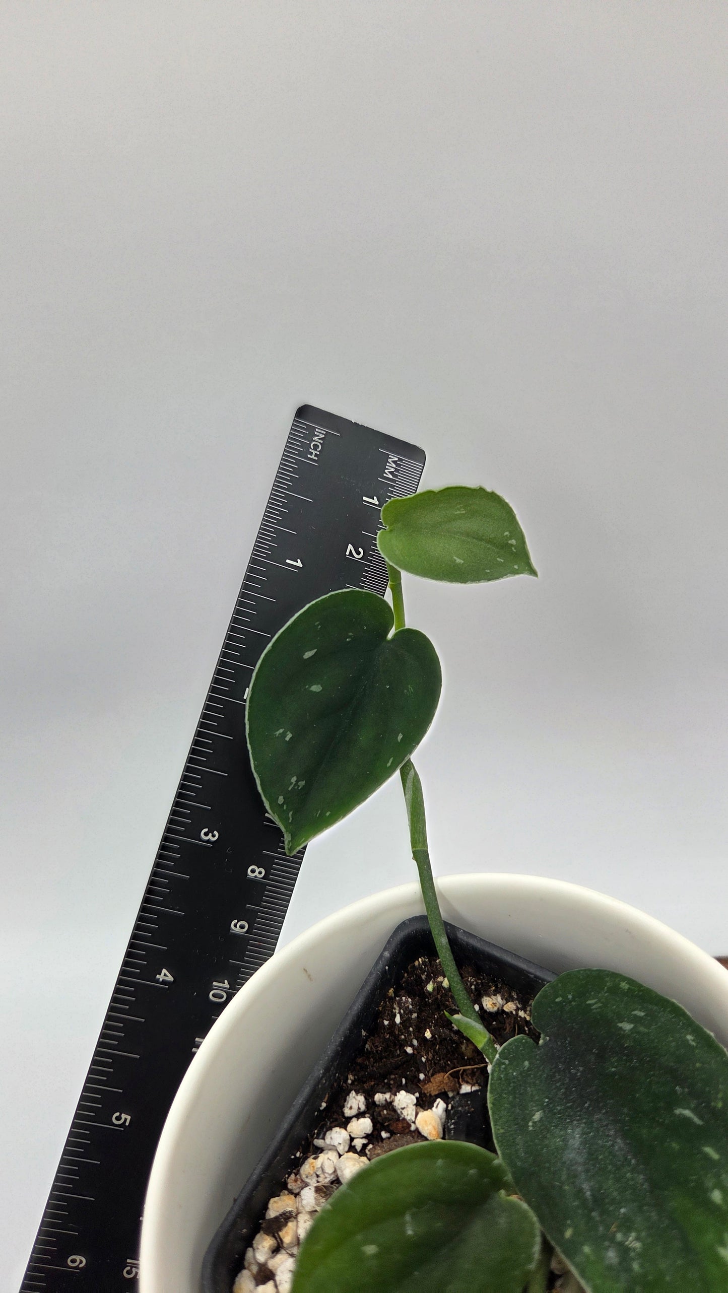 Scindapsus Black SP Bornéo (SCI-1444)