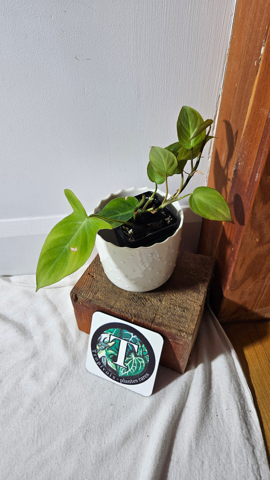 Philodendron Camposportoanum (PHI-781)
