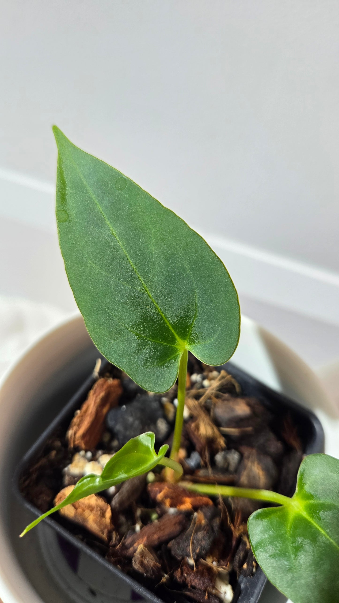 Anthurium Xone × Getafix "format PETIT" (ANT-652)