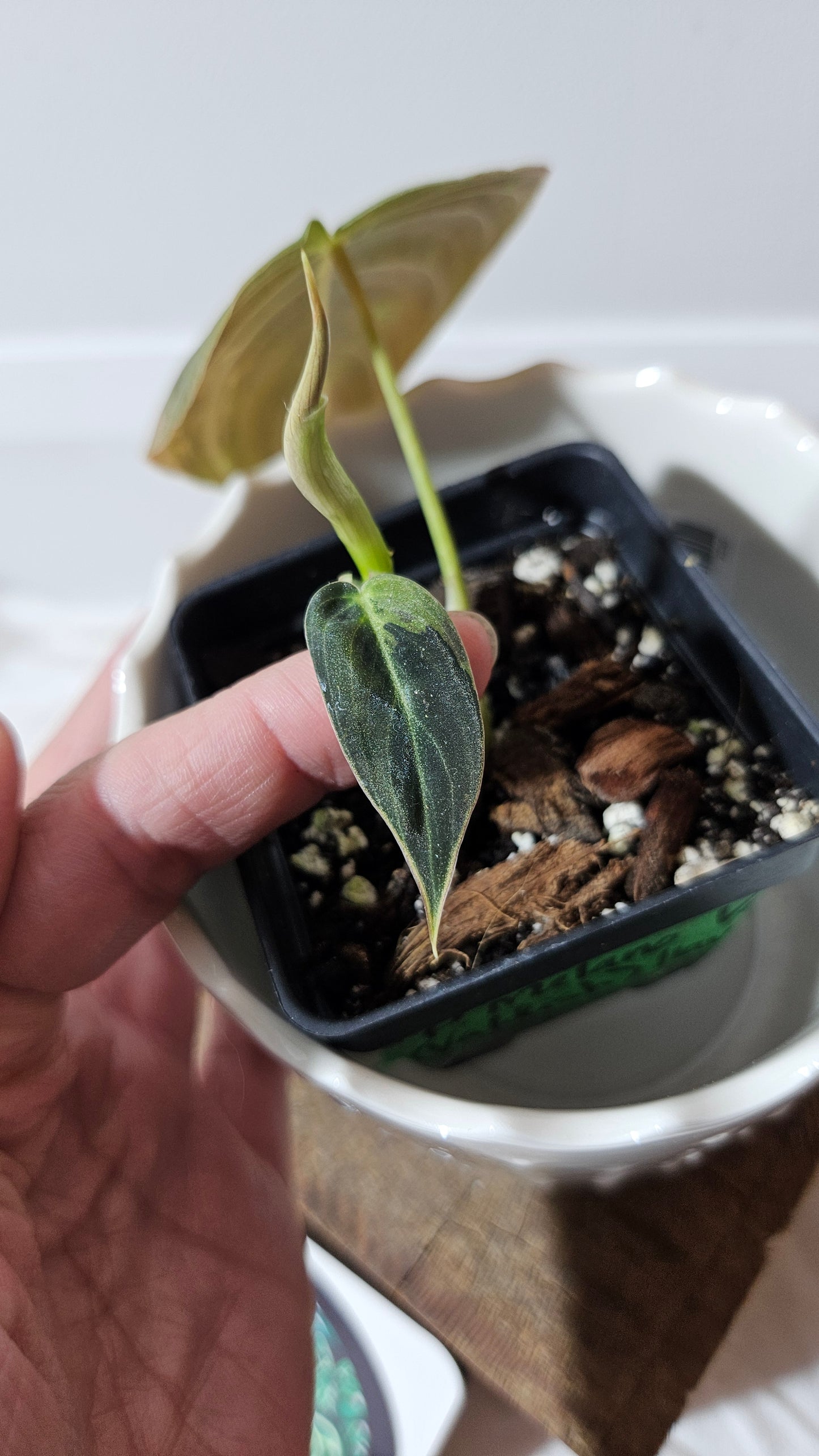 Philodendron Melanochrysum Variegata (PHI-549)