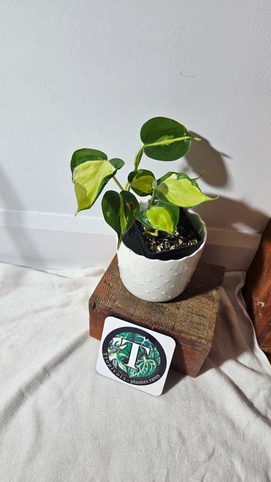 Philodendron Hederaceum Cream Splash (PHI-729)