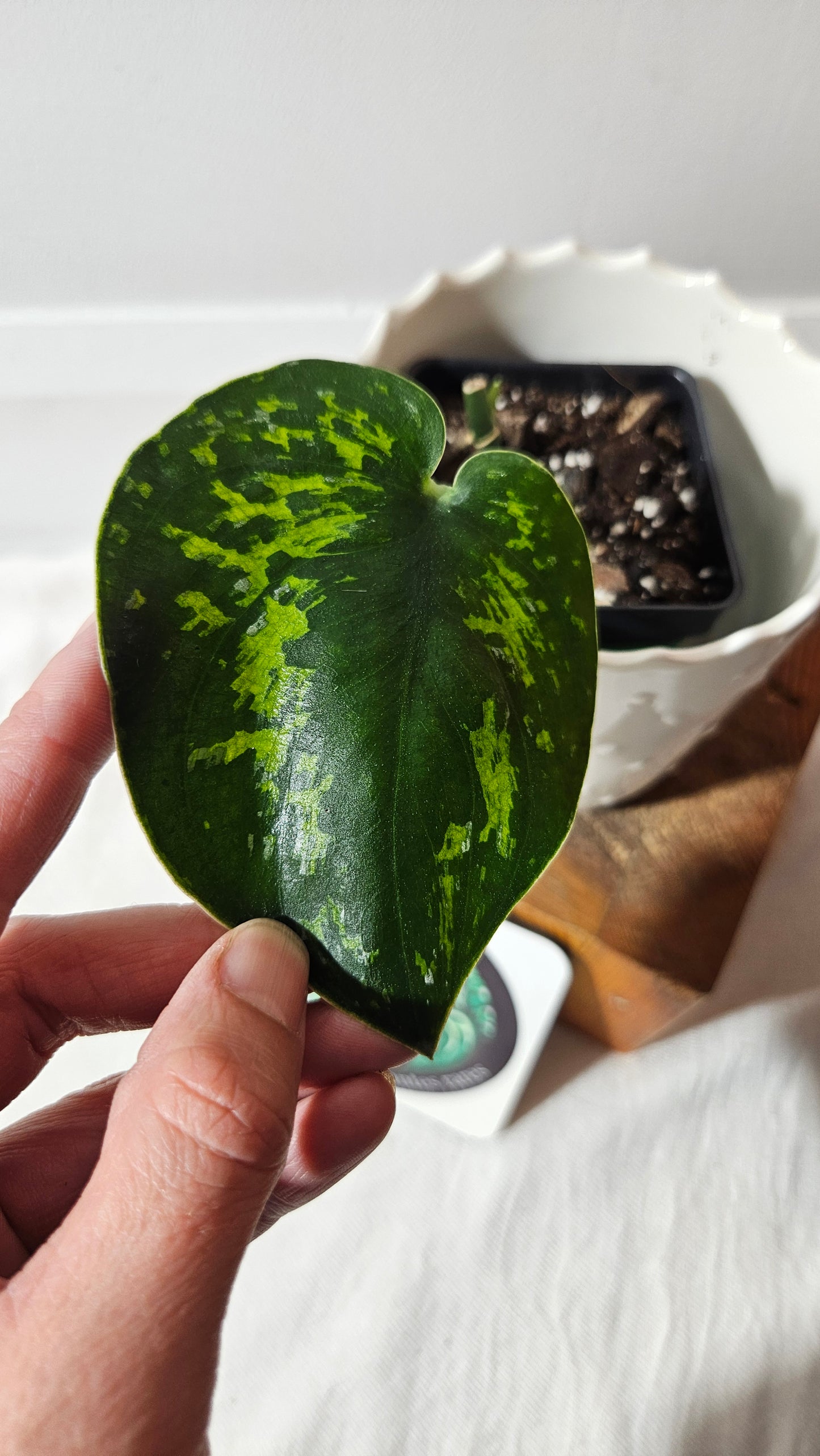 Scindapsus Macan (SCI-1005)