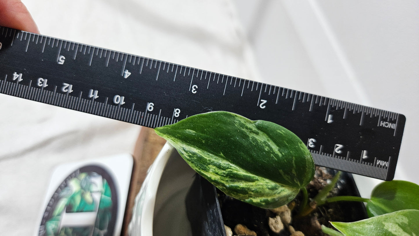 Philodendron Hederaceum Variegata (PHI-099)