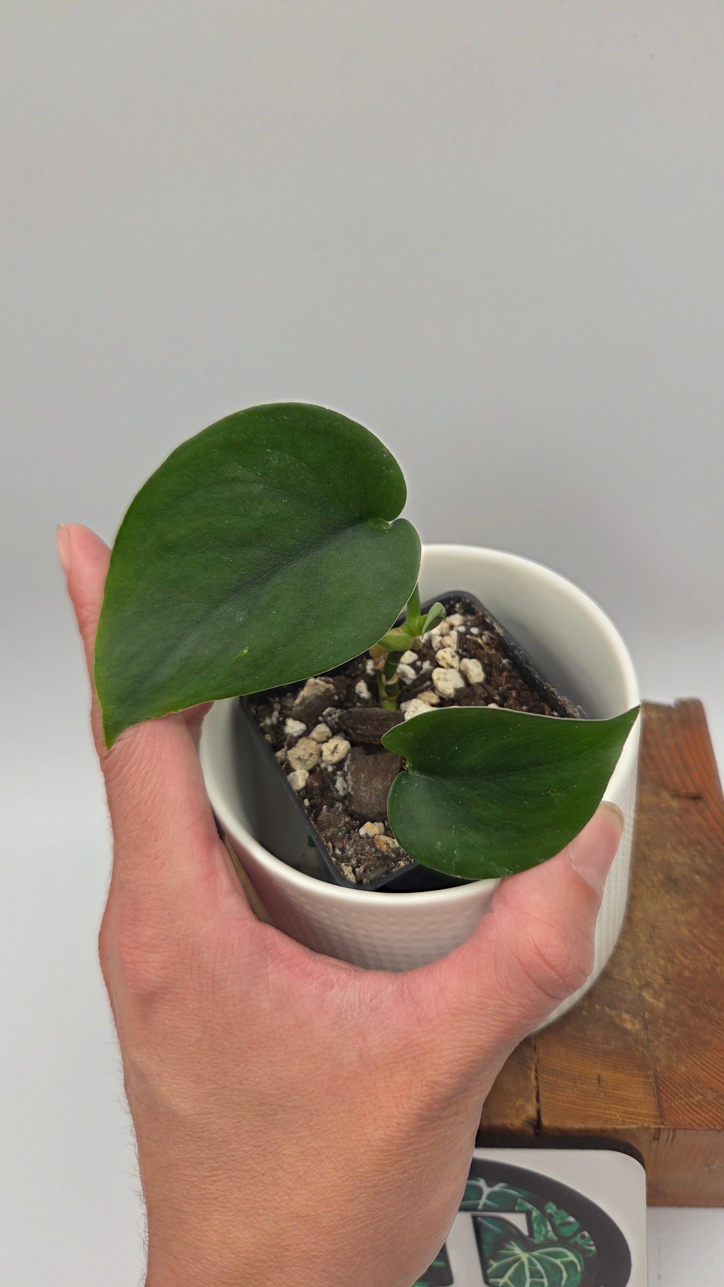 Scindapsus Jade Satin (SCI-1457)