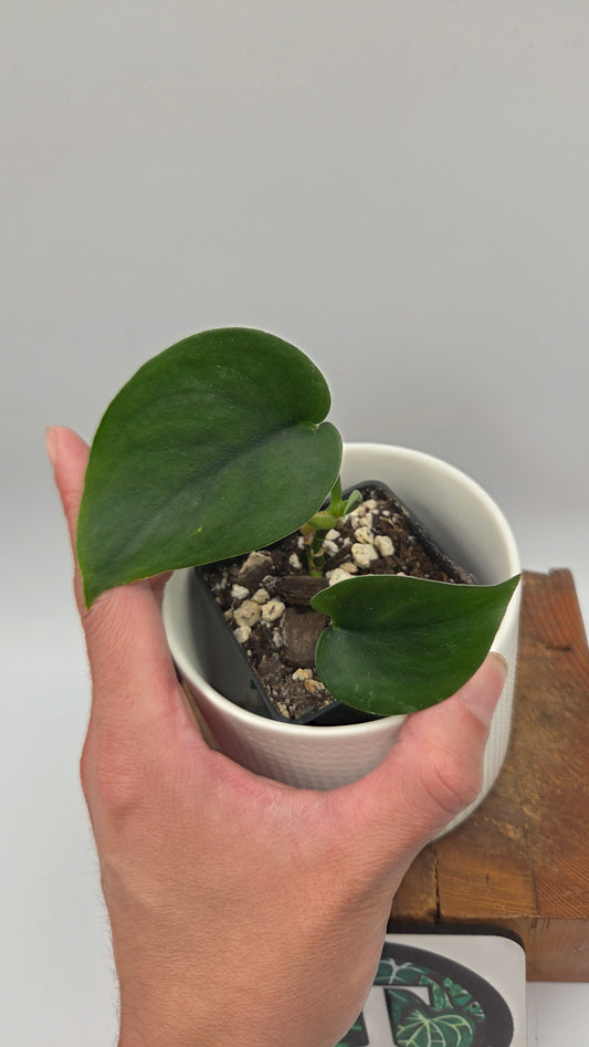 Scindapsus Jade Satin (SCI-1457)