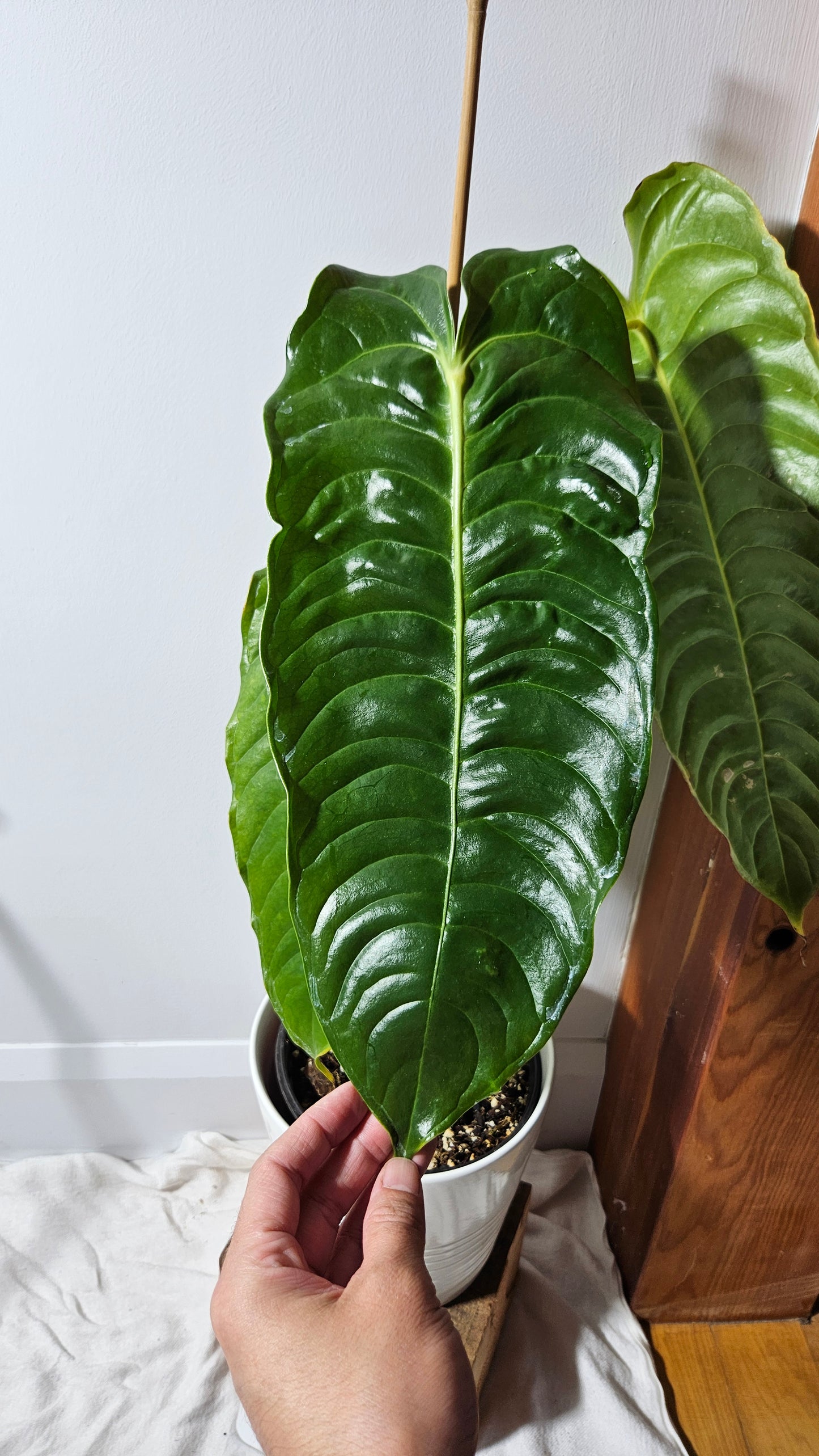 Anthurium Veitchii "format XLARGE" (ANT-132)