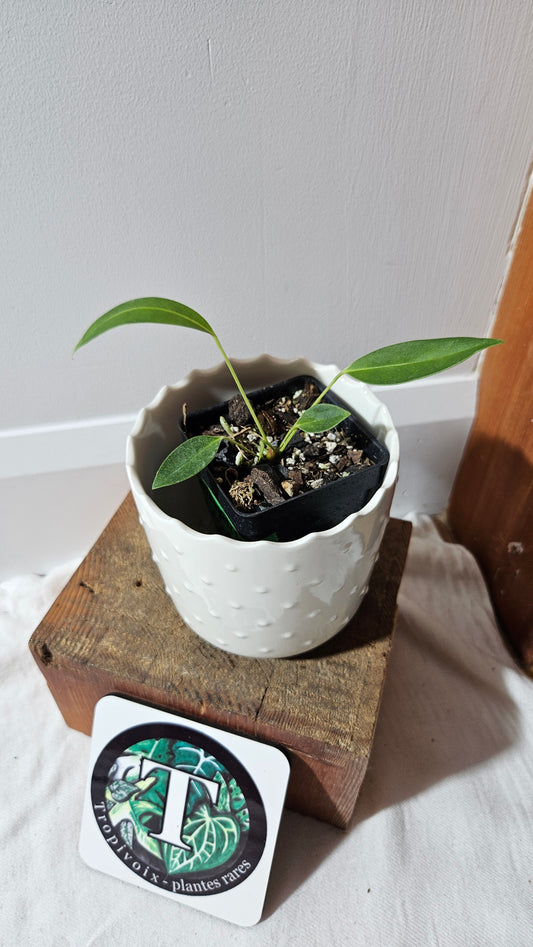 Anthurium Wendlingeri Aff "format PETIT" (ANT-535)