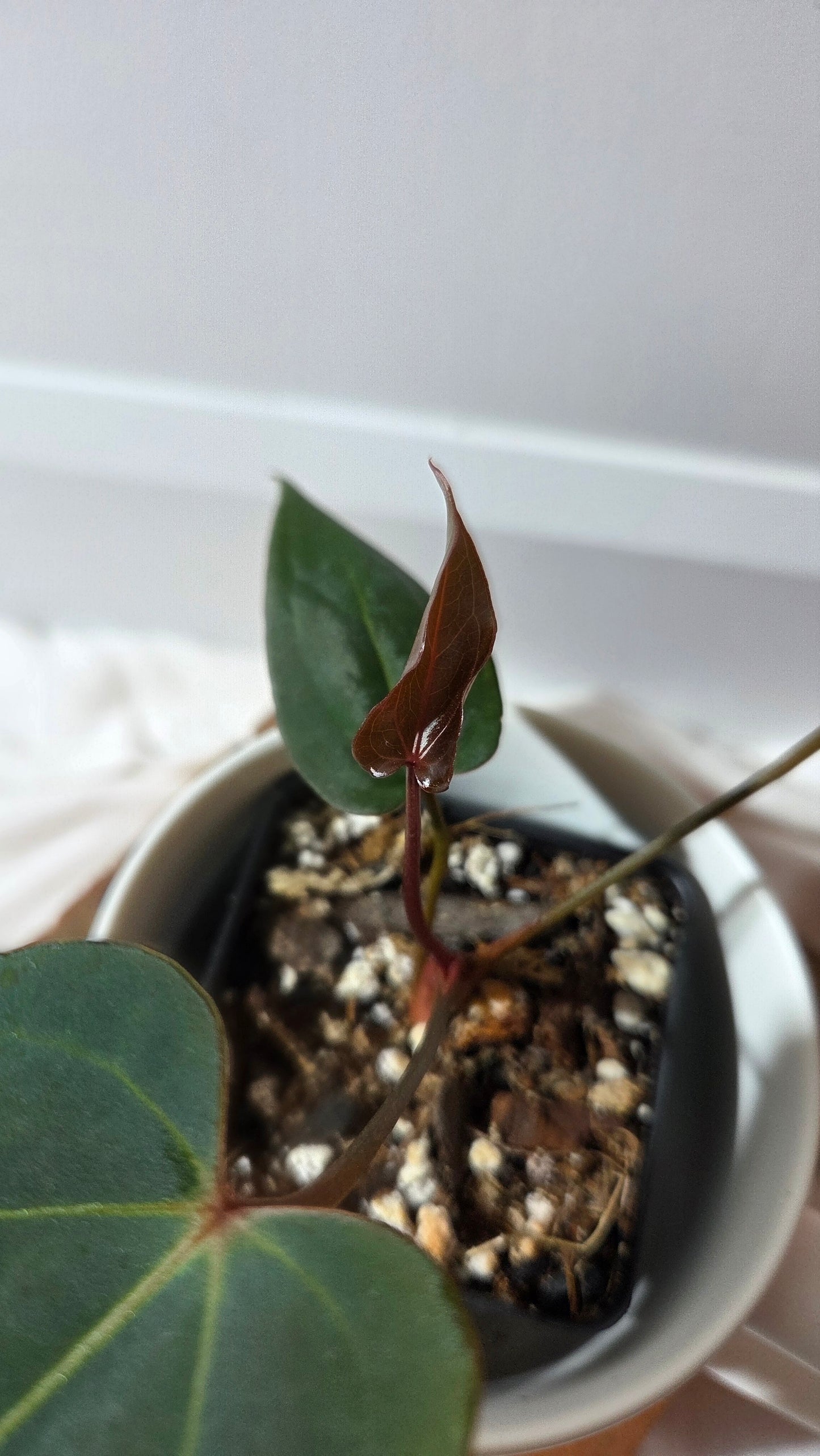 Anthurium Xone × Getafix "format PETIT" (ANT-651)