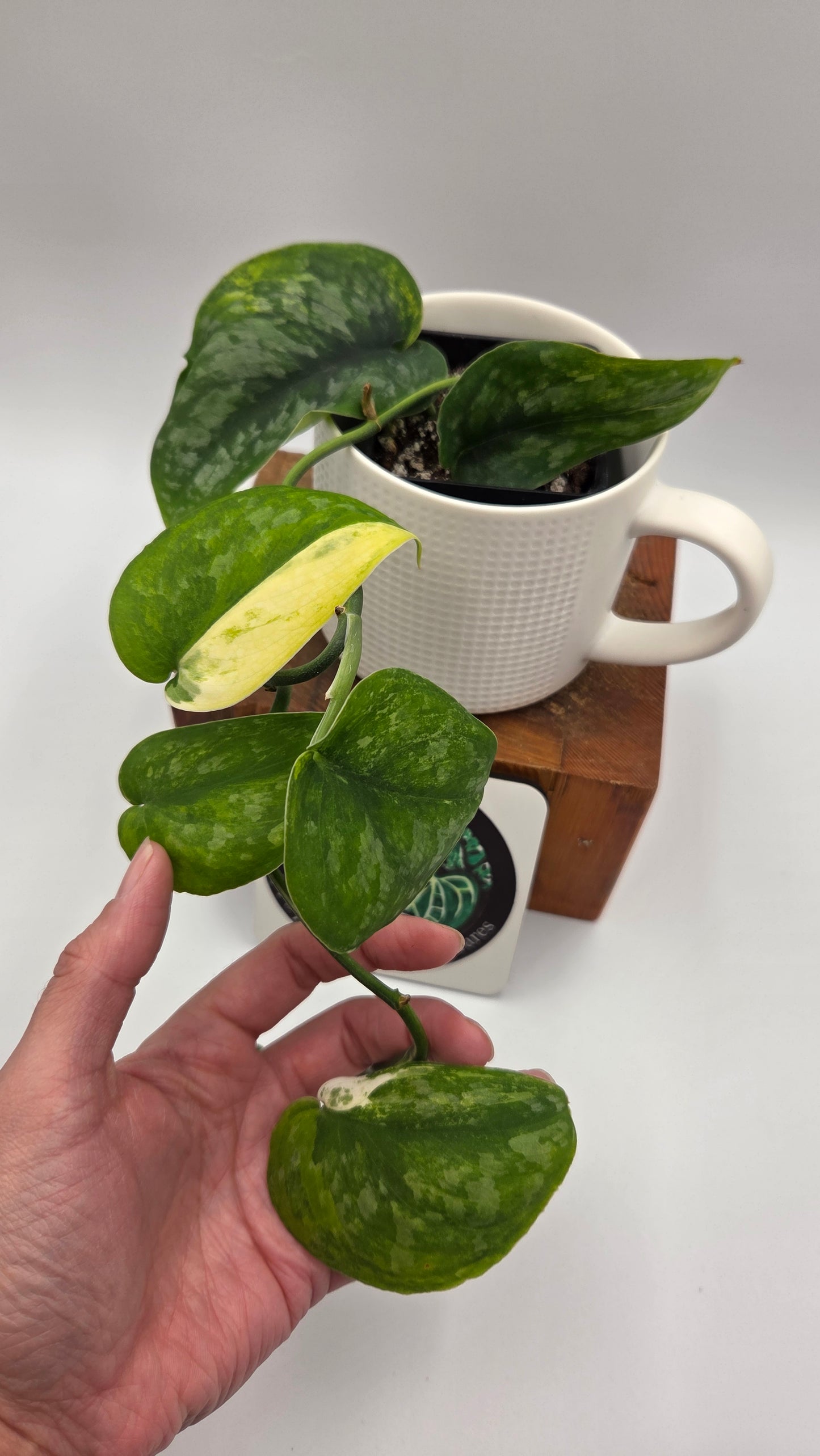 Scindapsus Silver Splash "Green on Green" (SCI-14345)