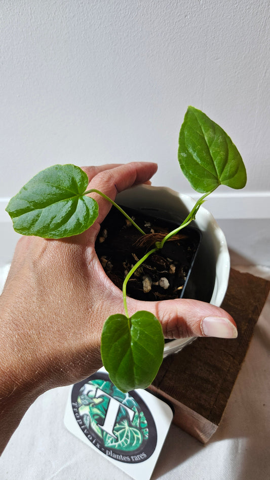 Anthurium Balaoanum "format PETIT" (ANT-532)