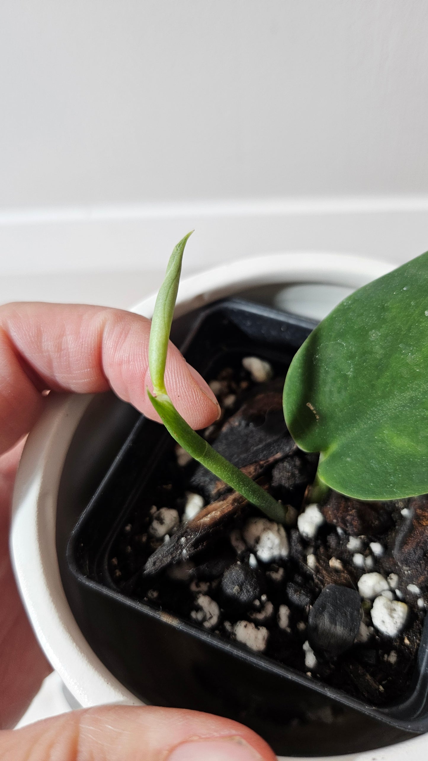 Scindapsus Blurik (SCI-1295)