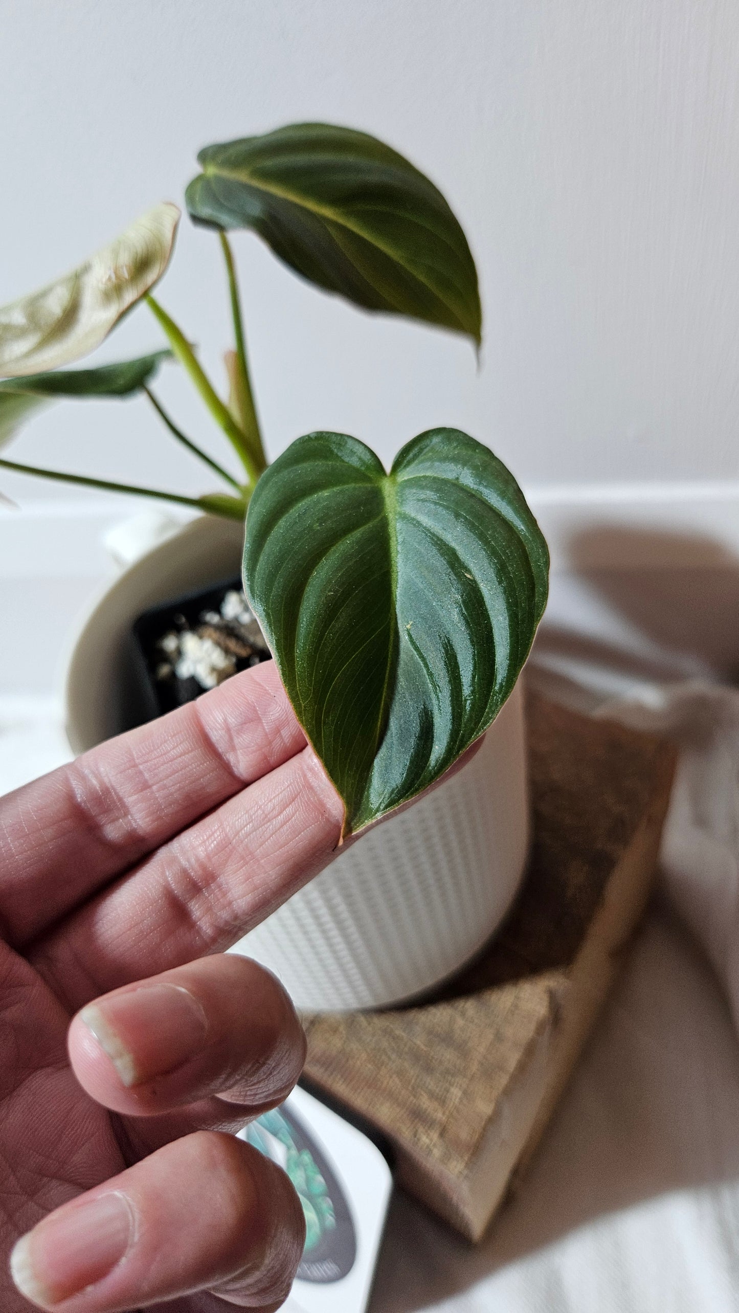 Philodendron Glorious (PHI-949)