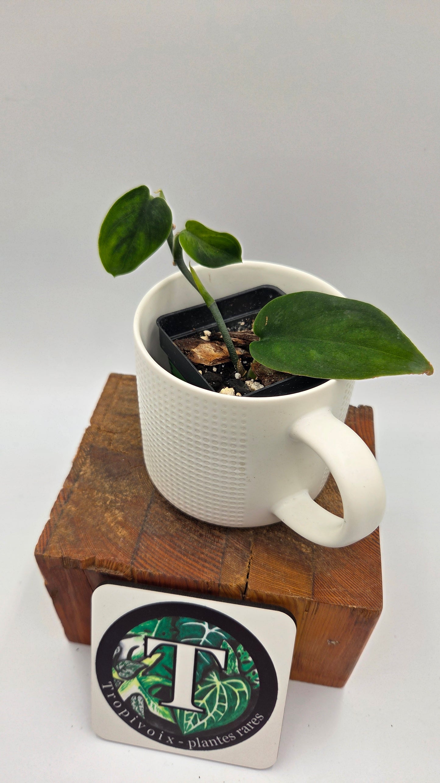 Scindapsus Blurik (SCI-1295)